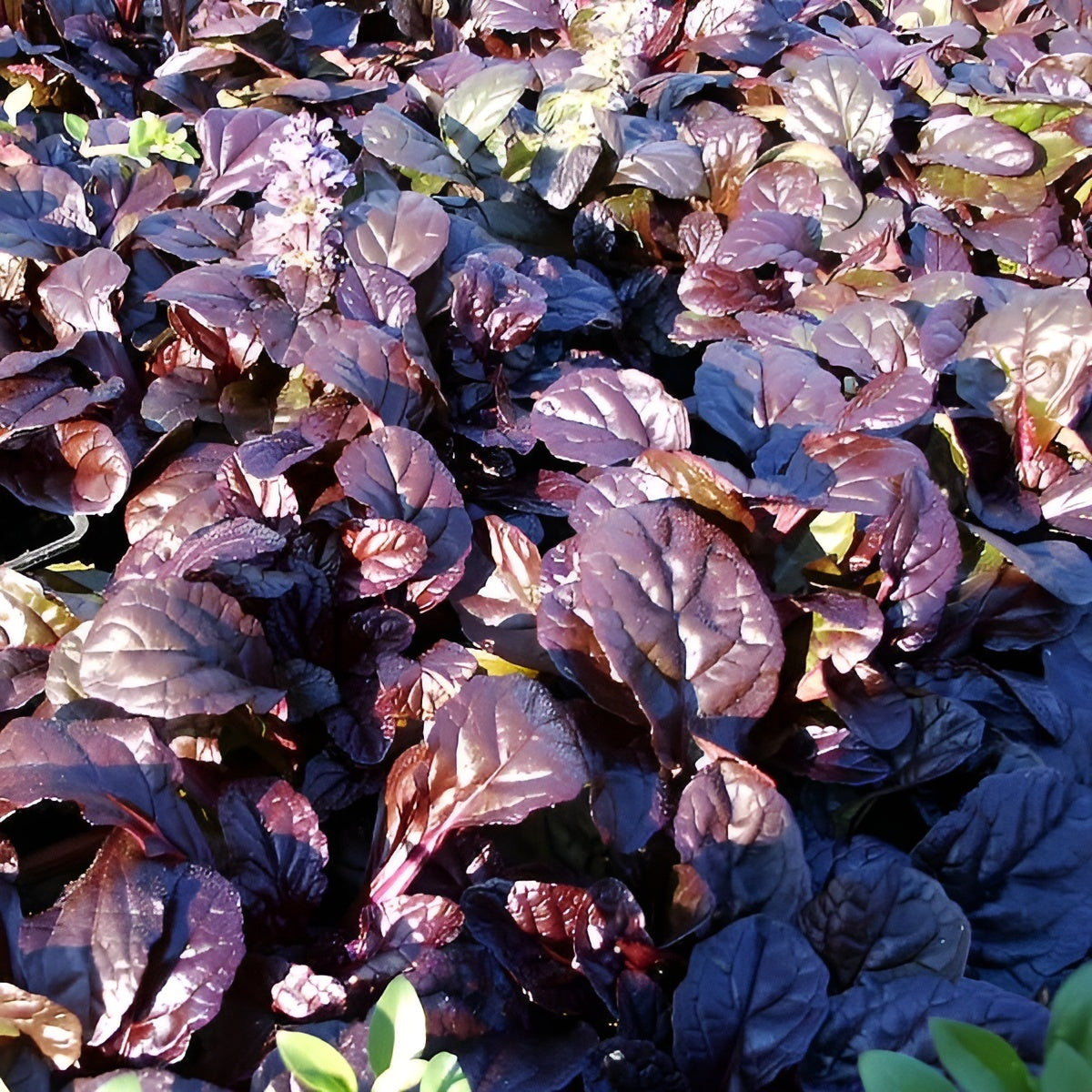 Ajuga reptans 'Evening Glow' / Günsel