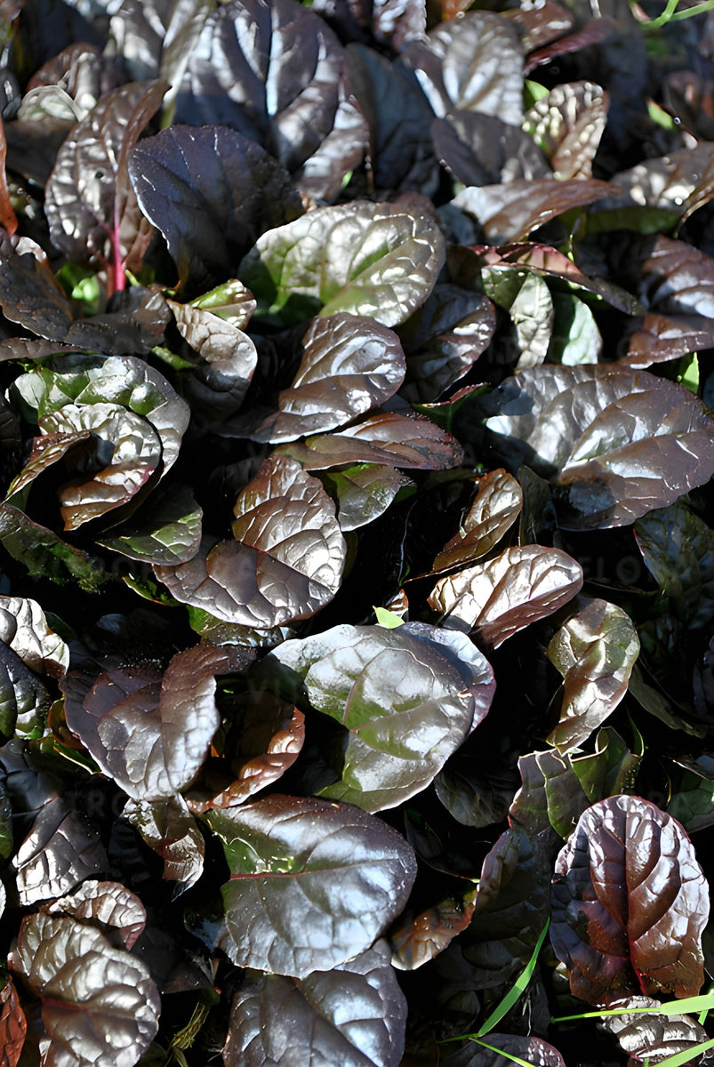 Ajuga reptans ‚Mahogany' / Günsel