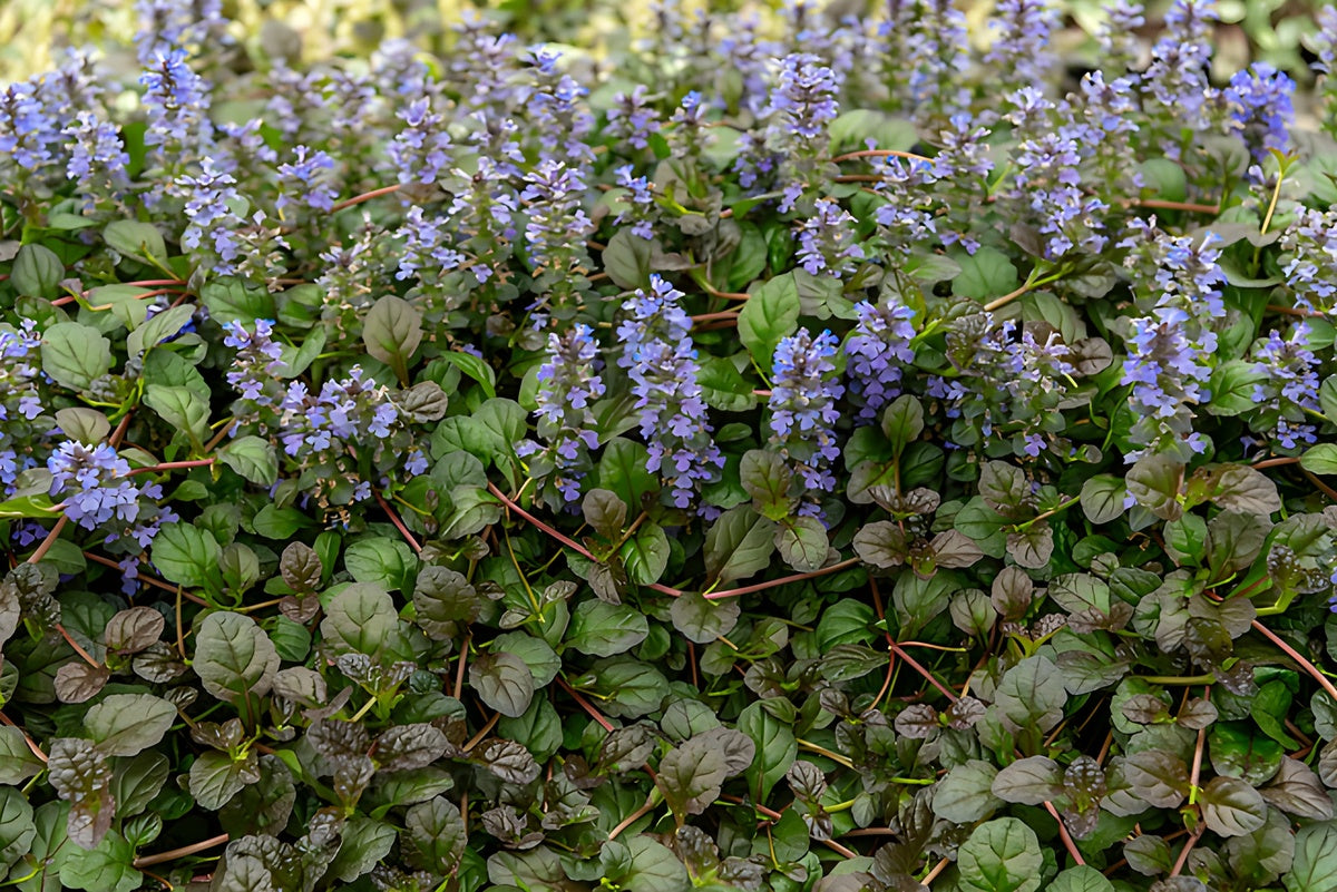 Ajuga reptans ‚Mahogany' / Günsel