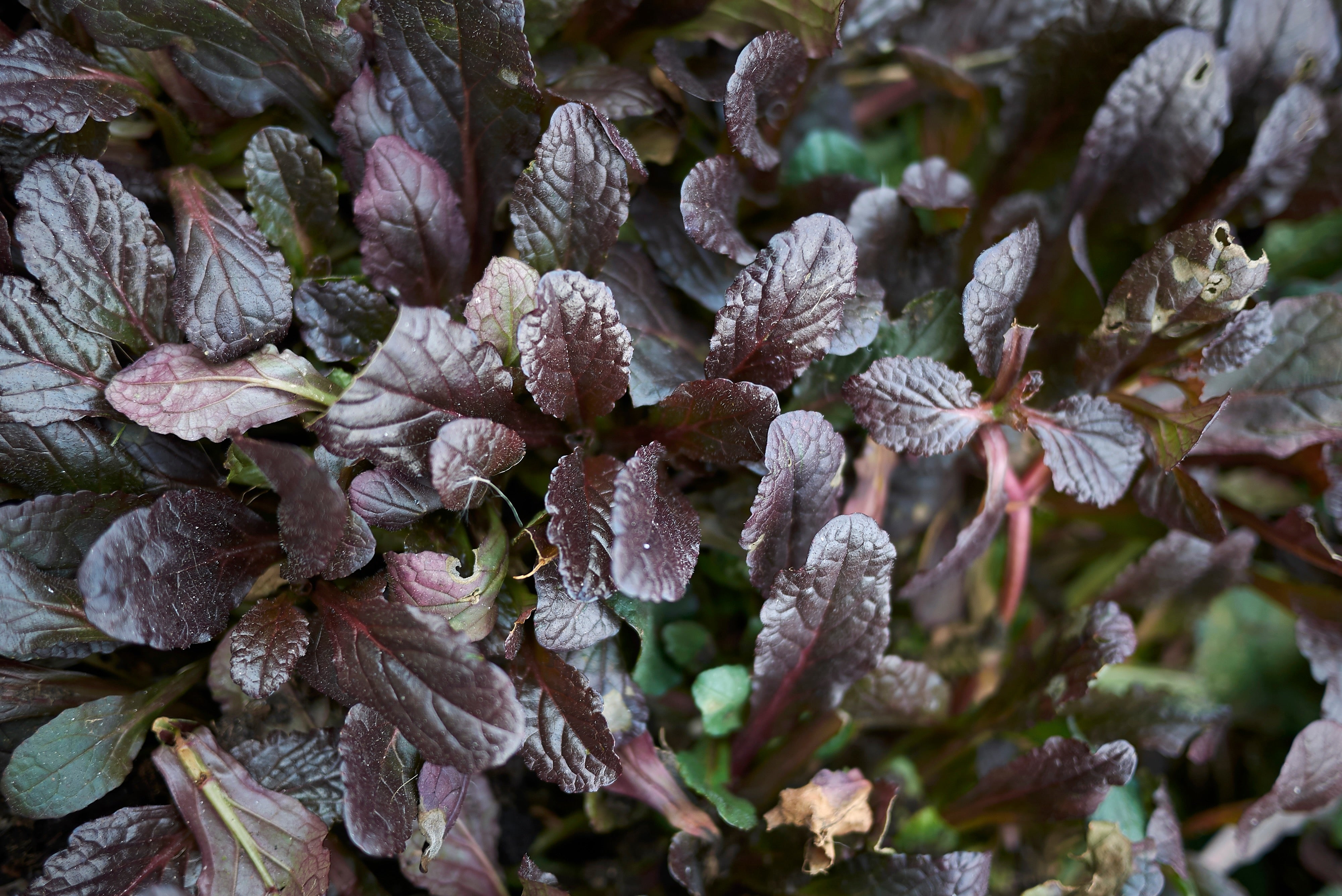 Ajuga reptans ‚Mahogany' / Günsel