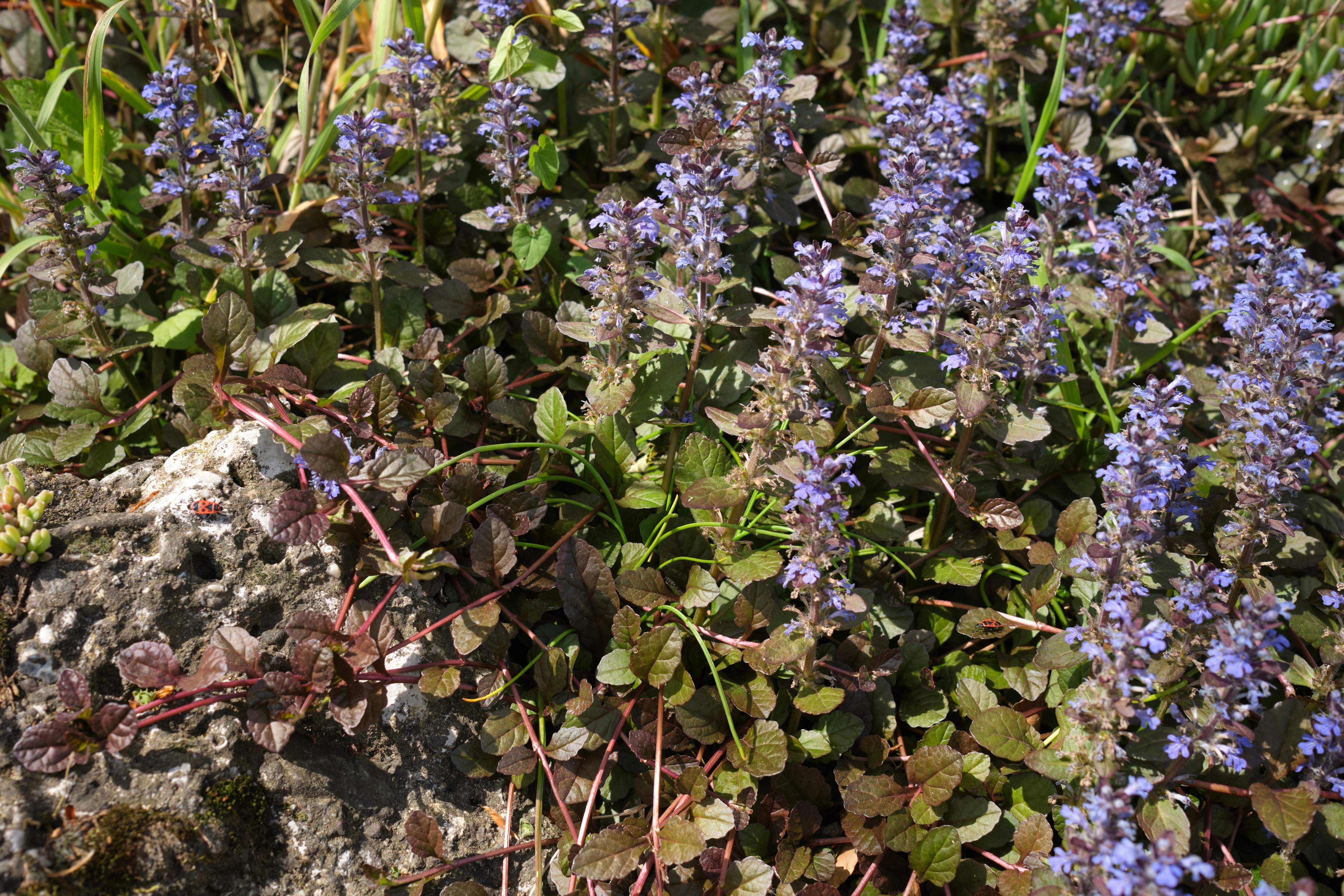 Ajuga reptans ‚Mahogany' / Günsel