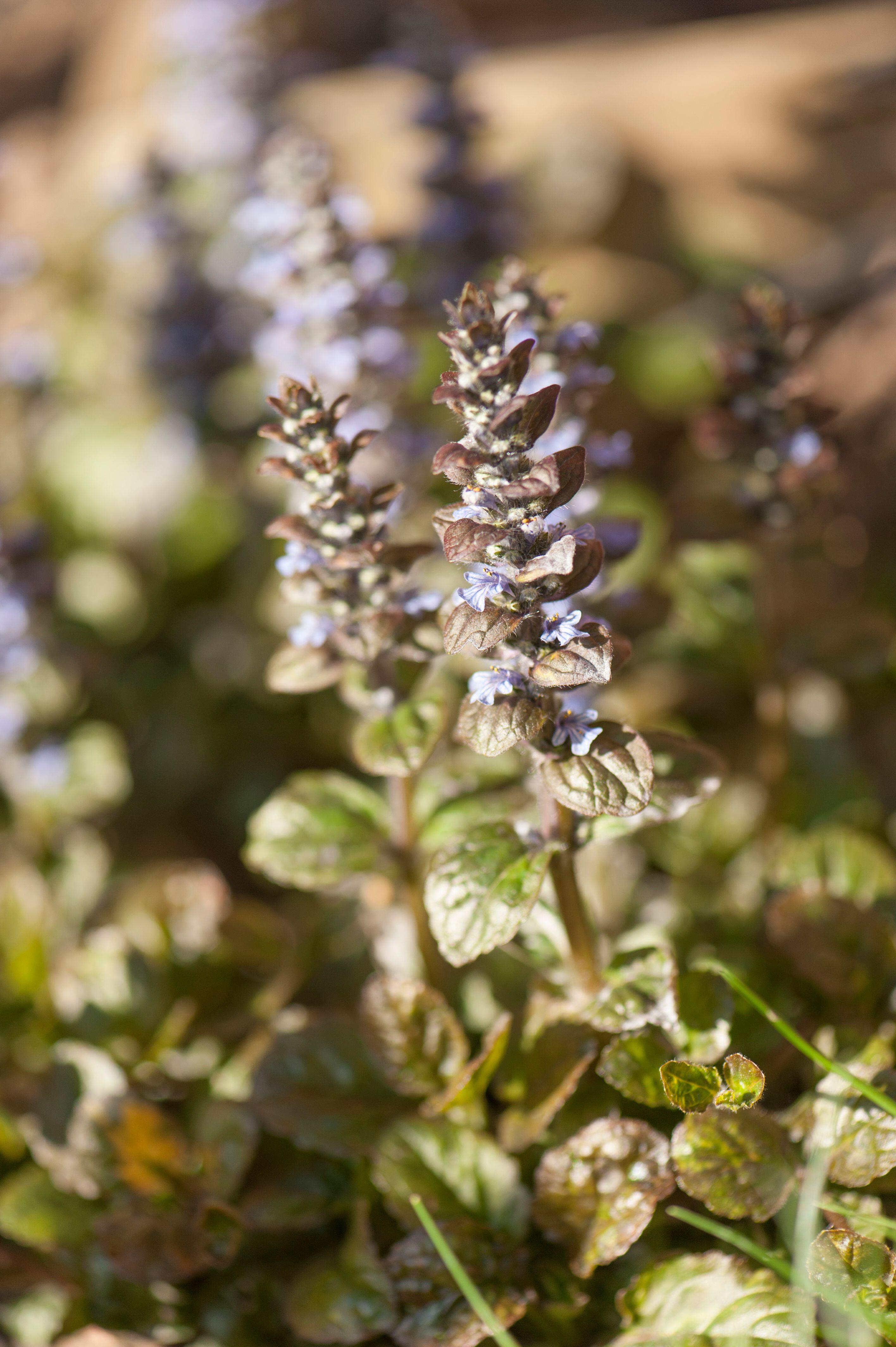 Ajuga reptans 'Rainbow' / Günsel