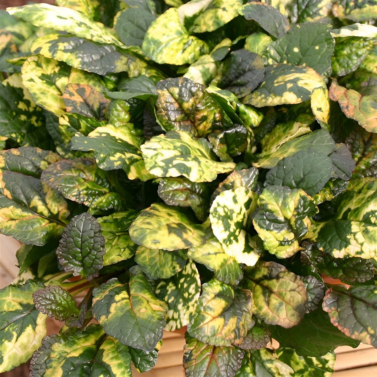 Ajuga reptans 'Rainbow' / Günsel