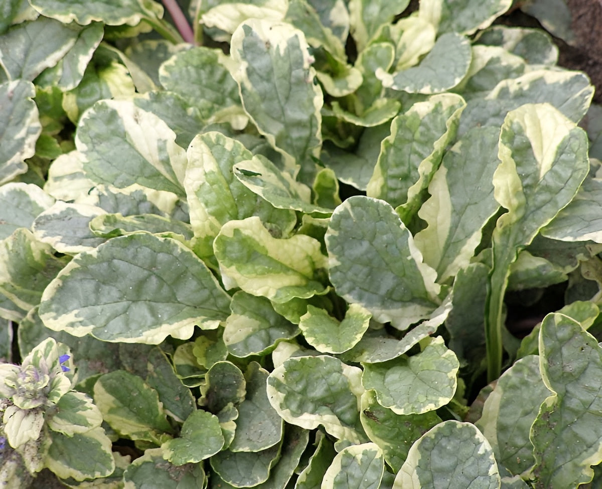 Ajuga reptans 'Variegata' / Günsel