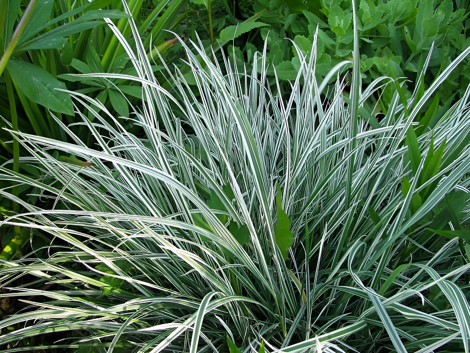 Arrhenatherum elatius ssp. bulbosum 'Variegatum'/ Knollen-Glatthafer