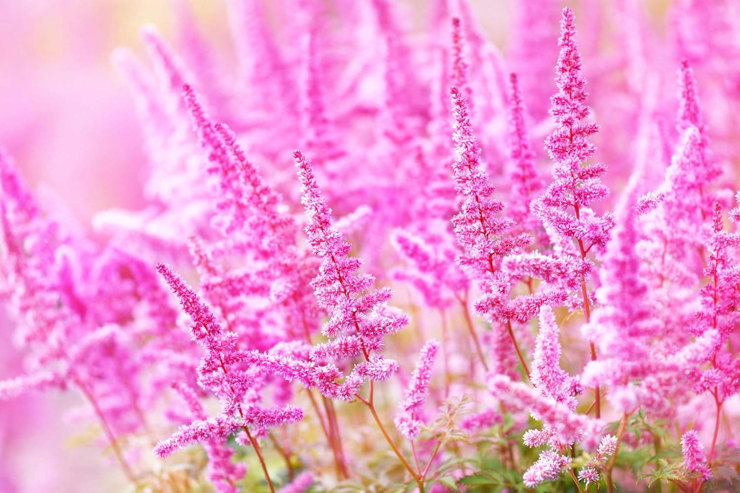 Astilbe arendsii ‚Astary Rose‘ / Prachtspiere