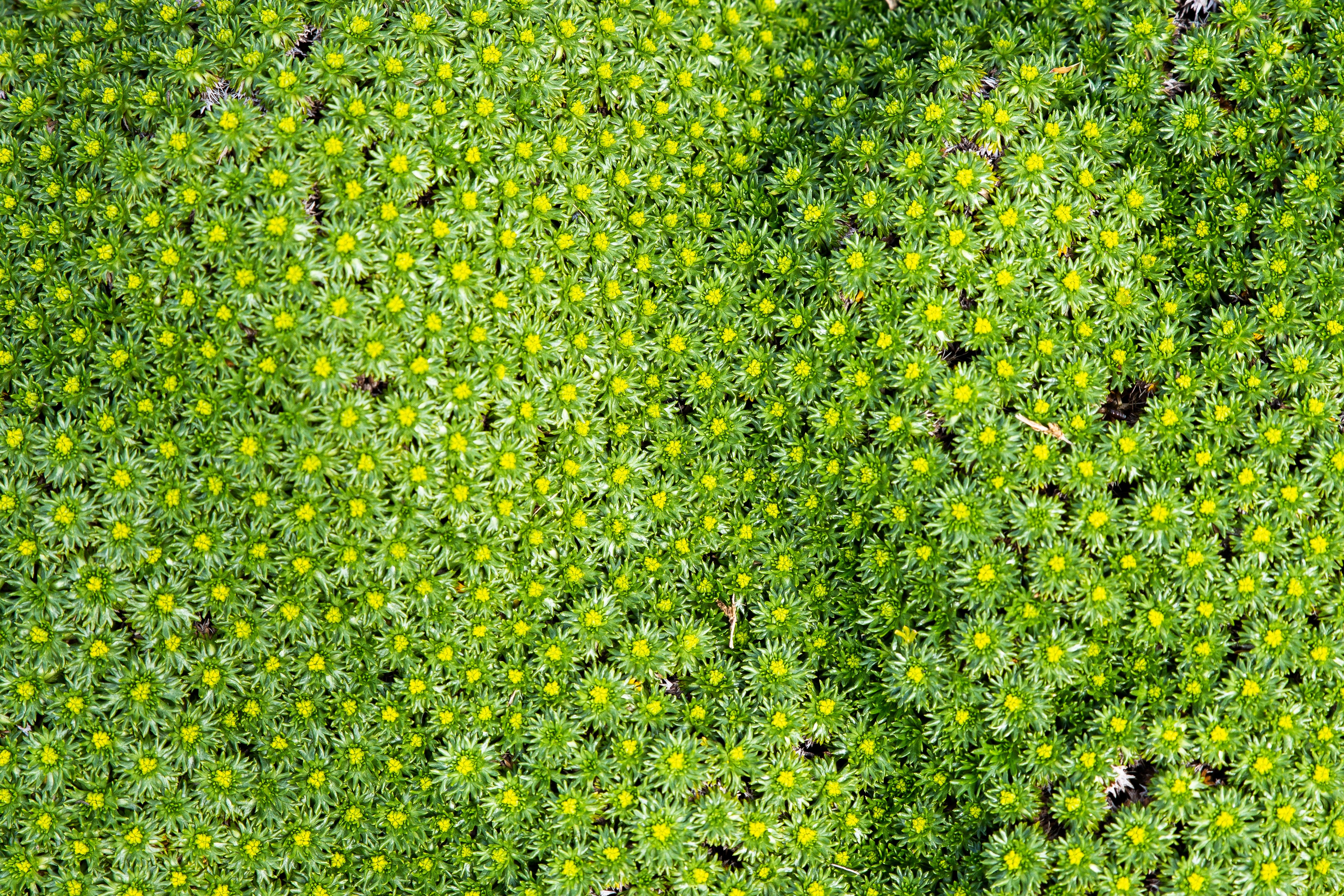Azorella trifurcata ’Nana' / Andenpolster
