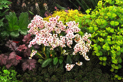 Bergenia cordifolia 'Dragonfly Angel Kiss' Staude mit rosa Blüten und grünen, herzförmigen Blättern, Stauden Gänge