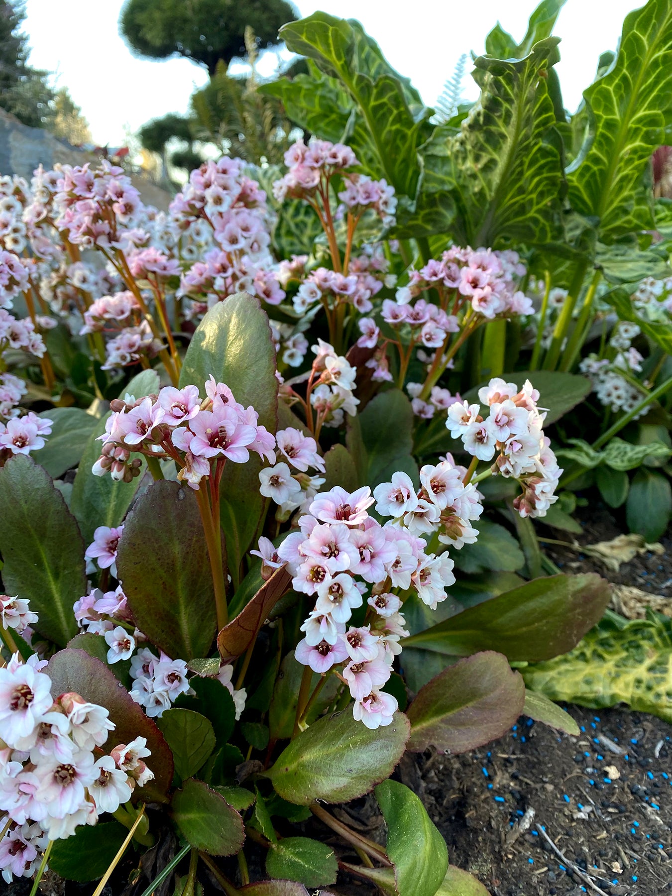 Bergenia cordifolia 'Dragonfly Angel Kiss' / Bergenie