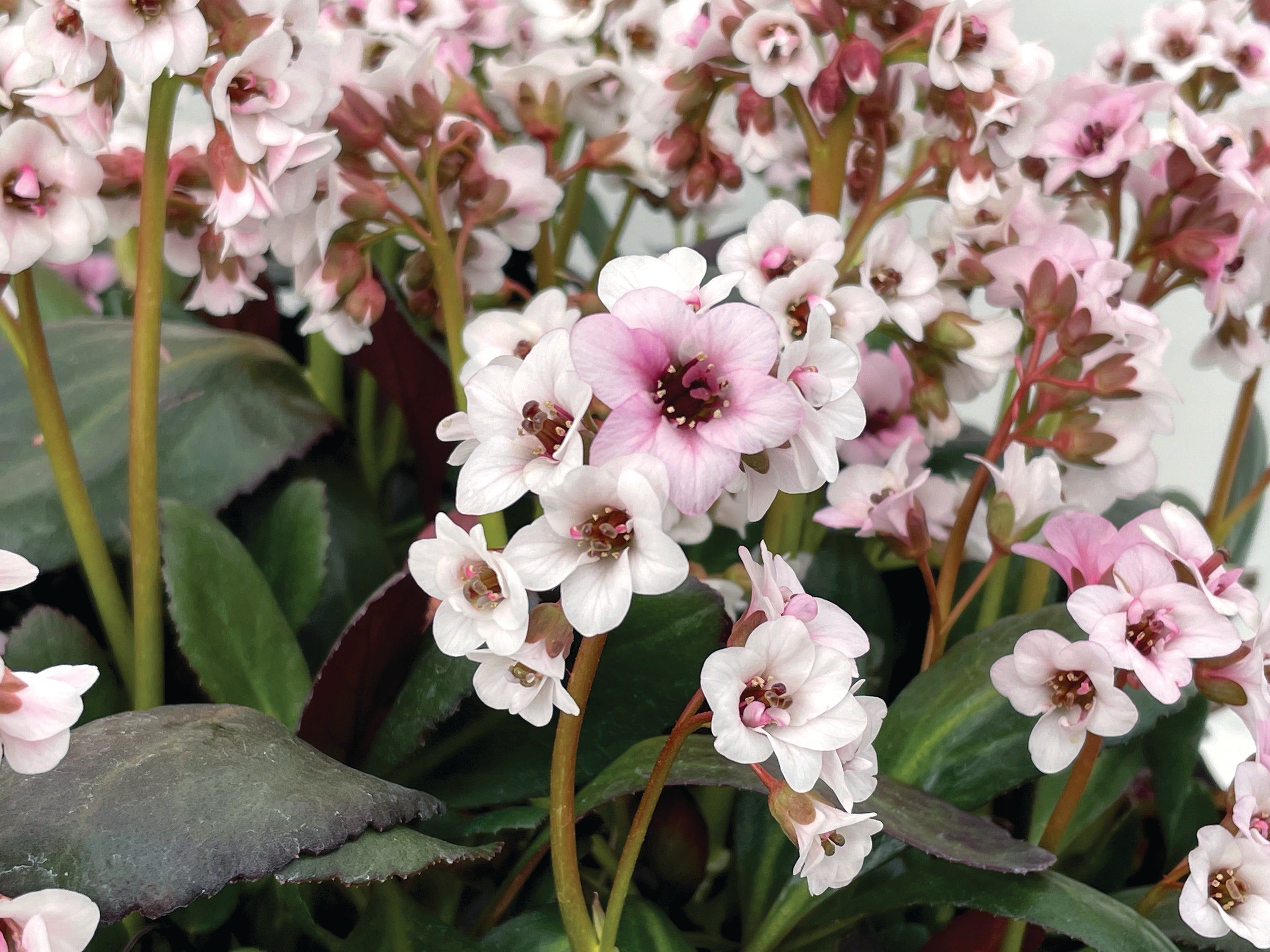 Bergenia cordifolia 'Dragonfly Angel Kiss' / Bergenie