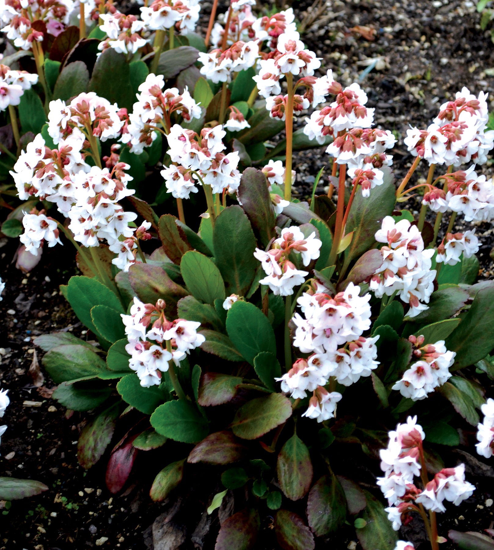 Bergenia cordifolia 'Dragonfly Angel Kiss' / Bergenie