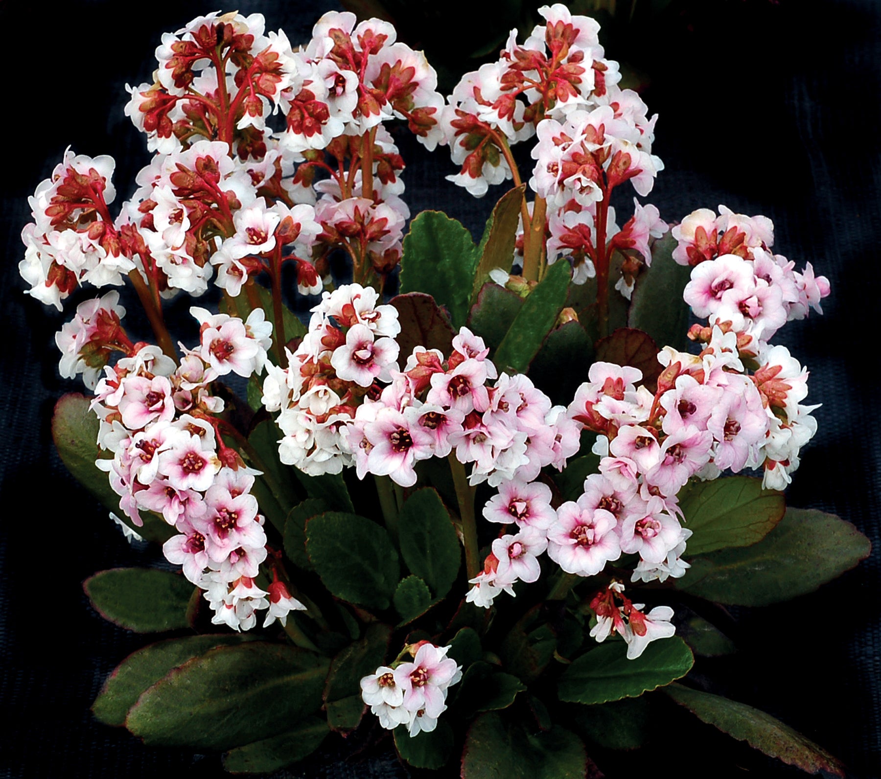 Bergenia cordifolia 'Dragonfly Angel Kiss' / Bergenie