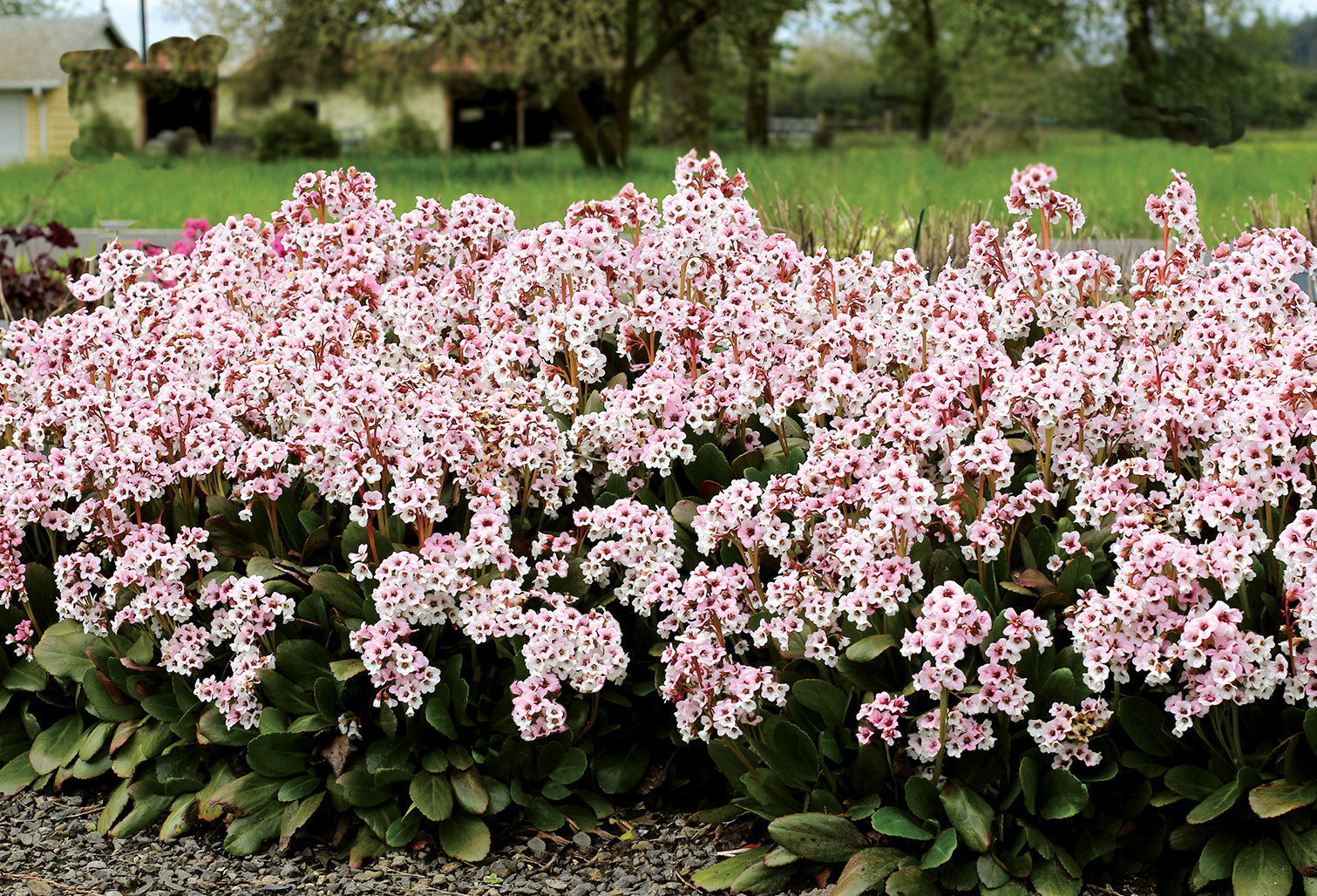 Bergenia cordifolia 'Dragonfly Angel Kiss' / Bergenie