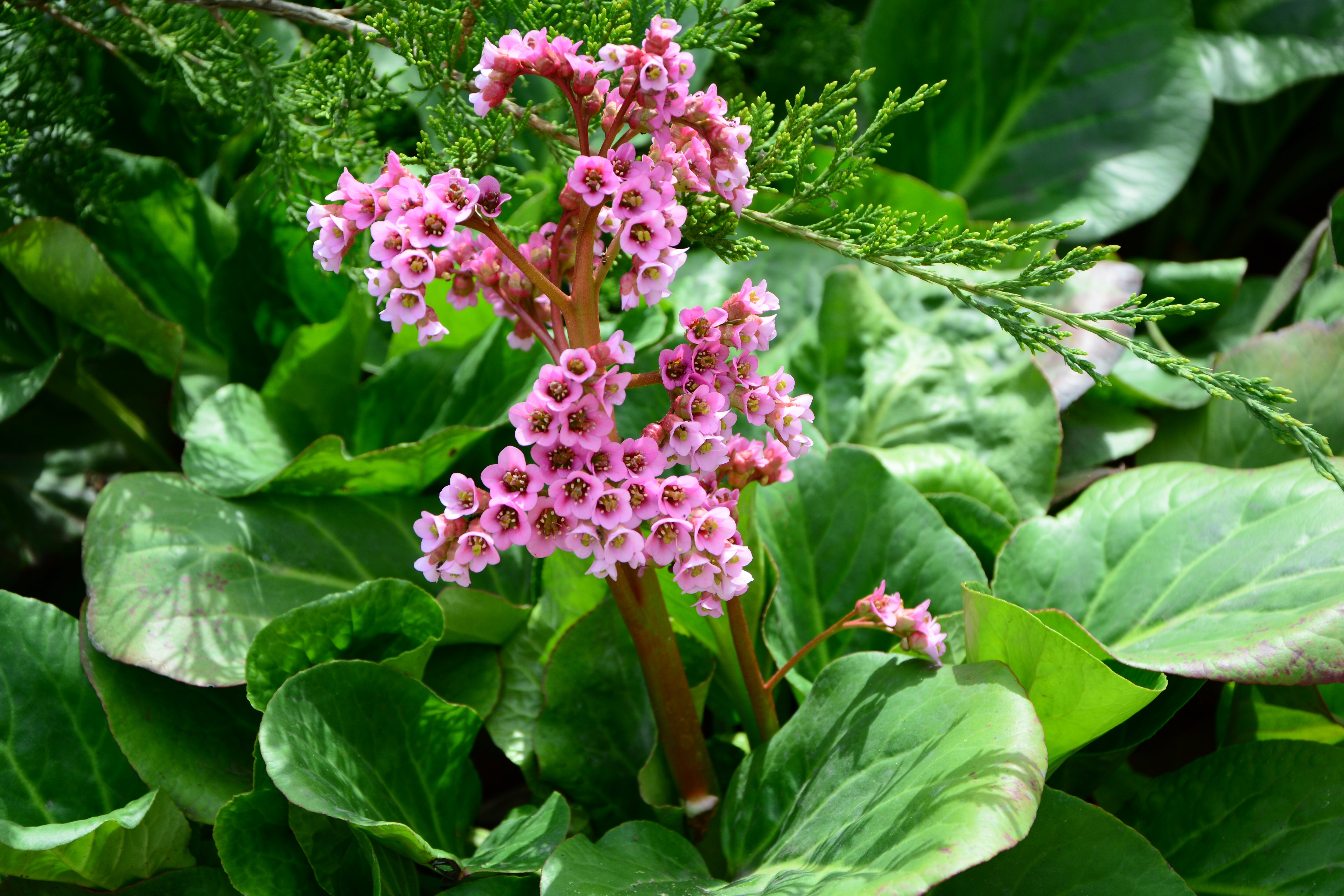 Bergenia cordifolia 'David' / Bergenie