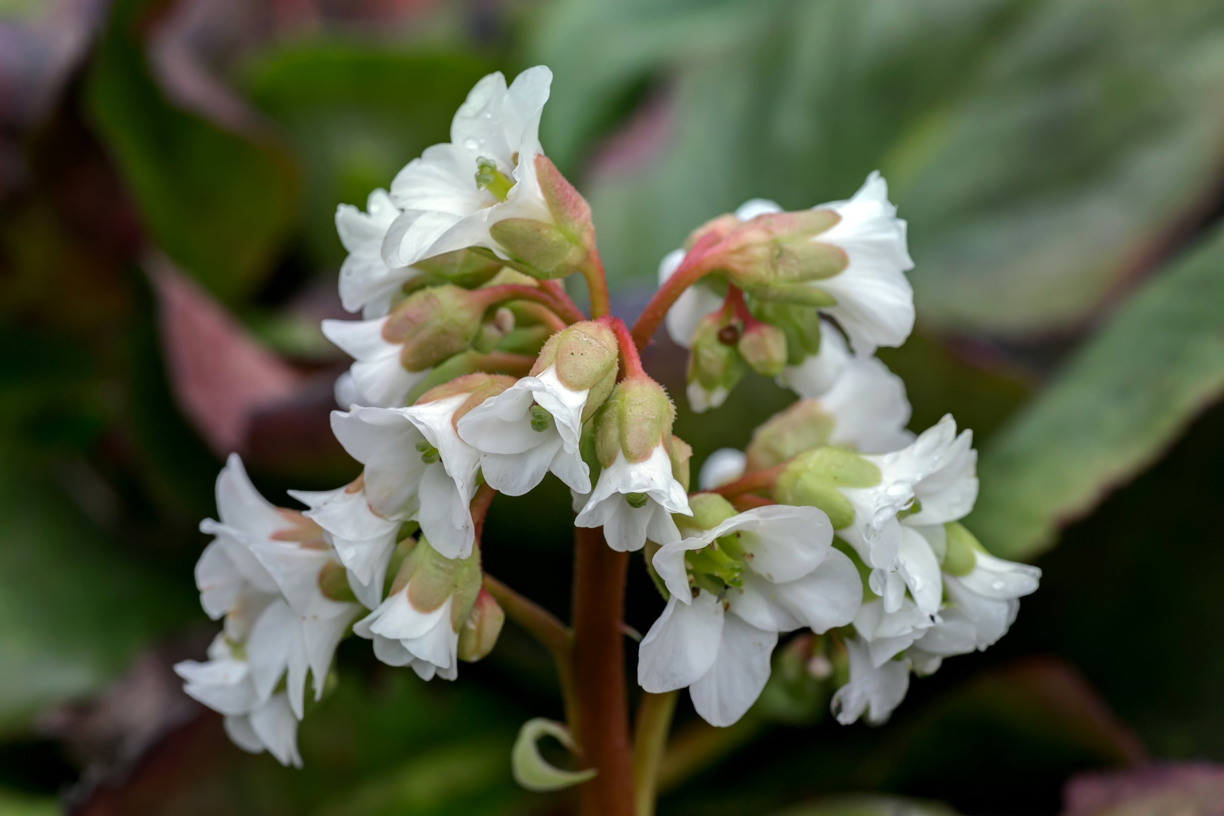 Bergenia cordifolia 'Silberlicht' / Bergenie