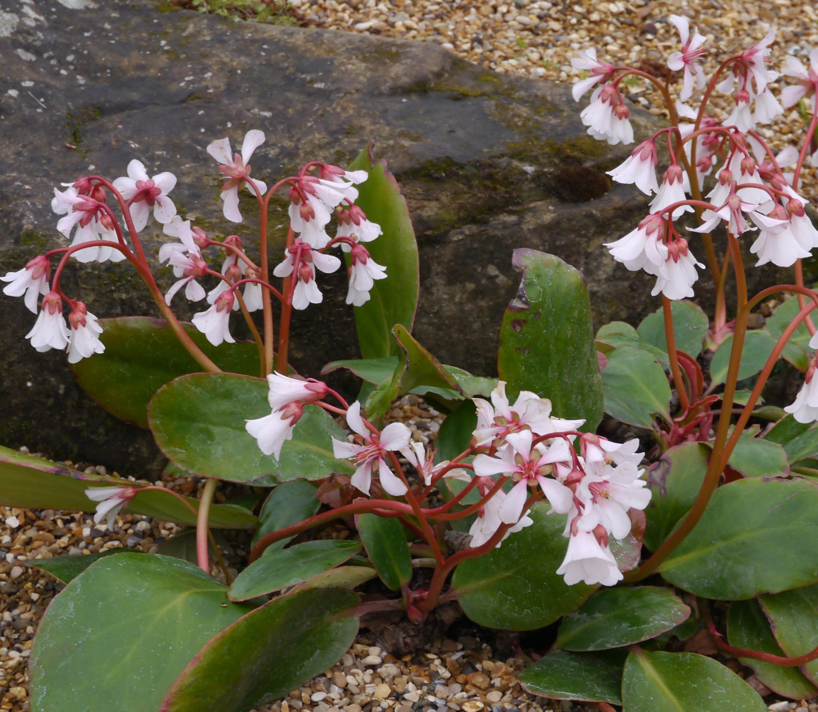 Bergenia cordifolia 'Silberlicht' / Bergenie