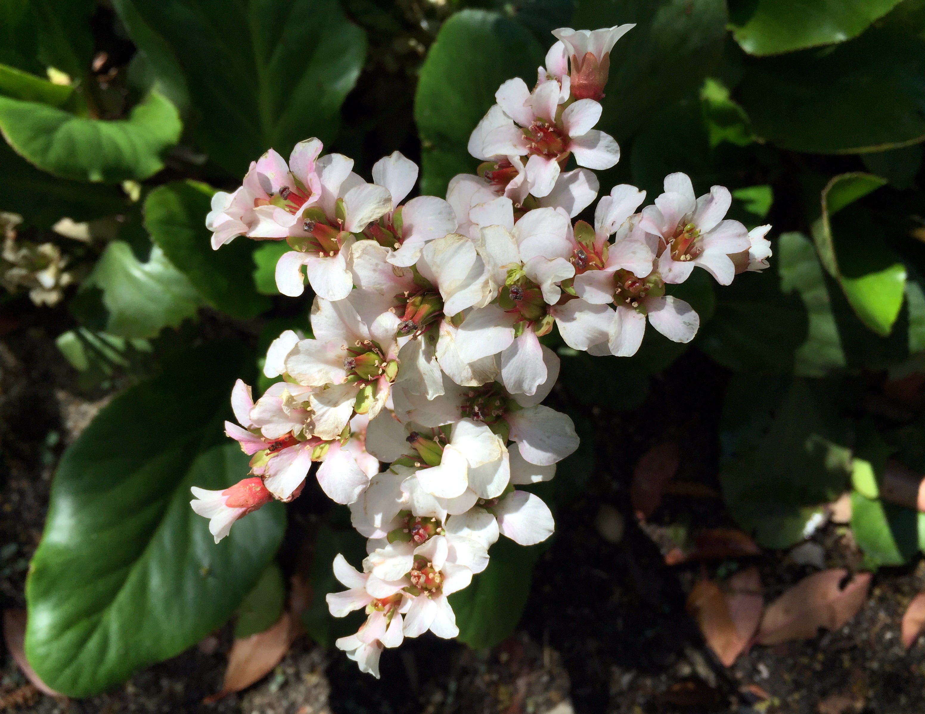 Bergenia cordifolia 'Silberlicht' / Bergenie