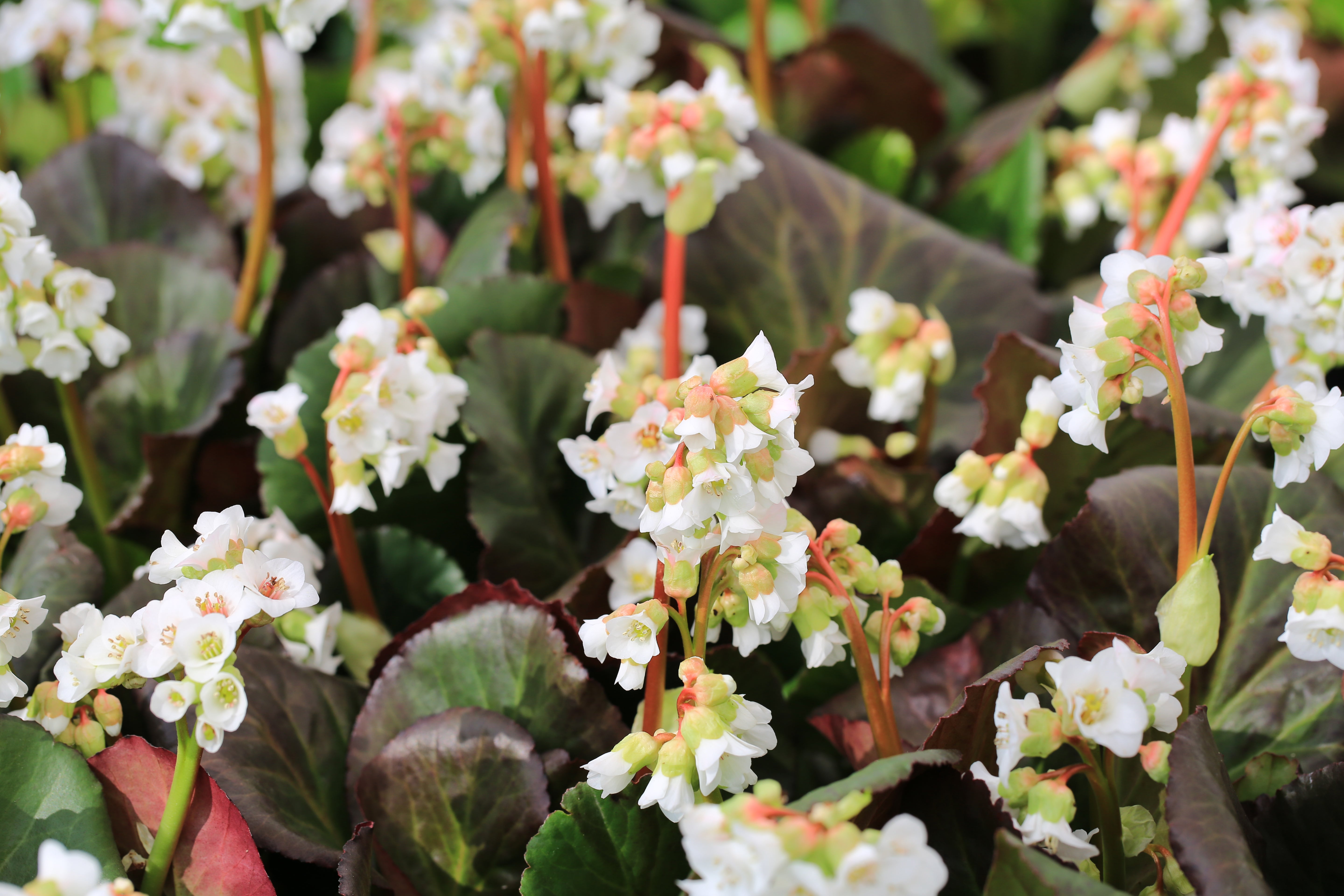 Bergenia cordifolia 'Silberlicht' / Bergenie