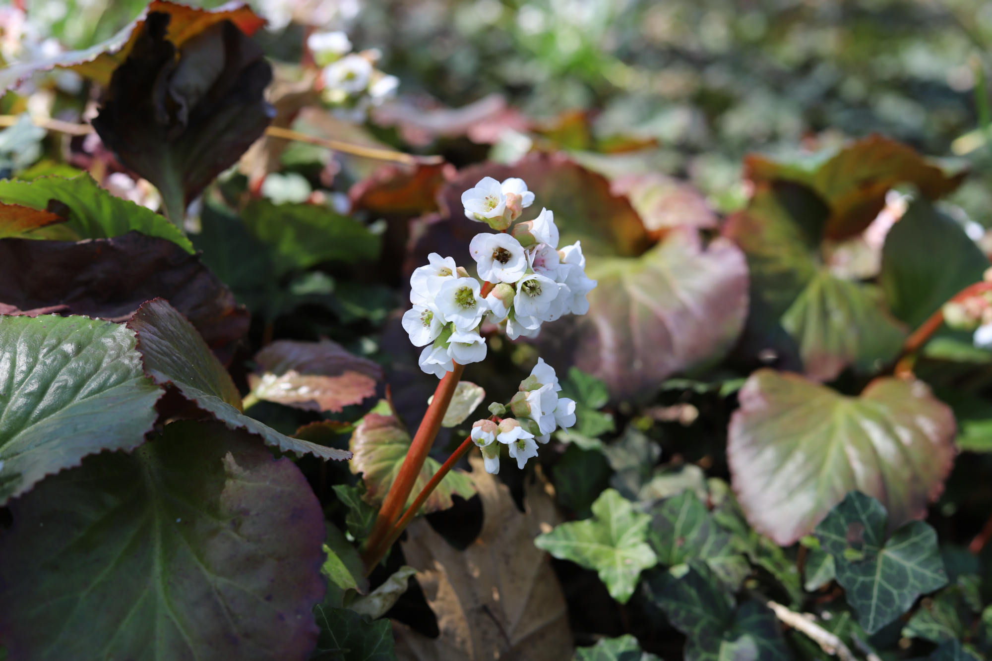 Bergenia cordifolia 'Silberlicht' / Bergenie