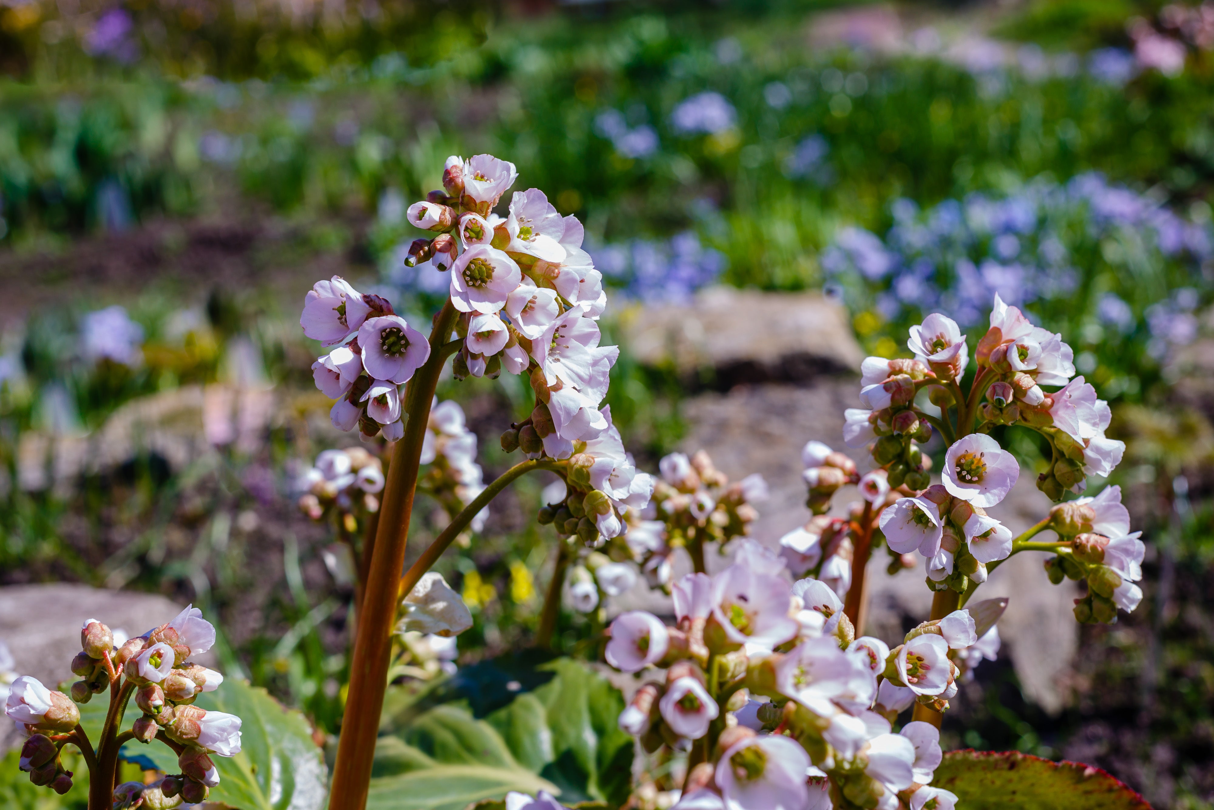 Bergenia cordifolia 'Silberlicht' / Bergenie