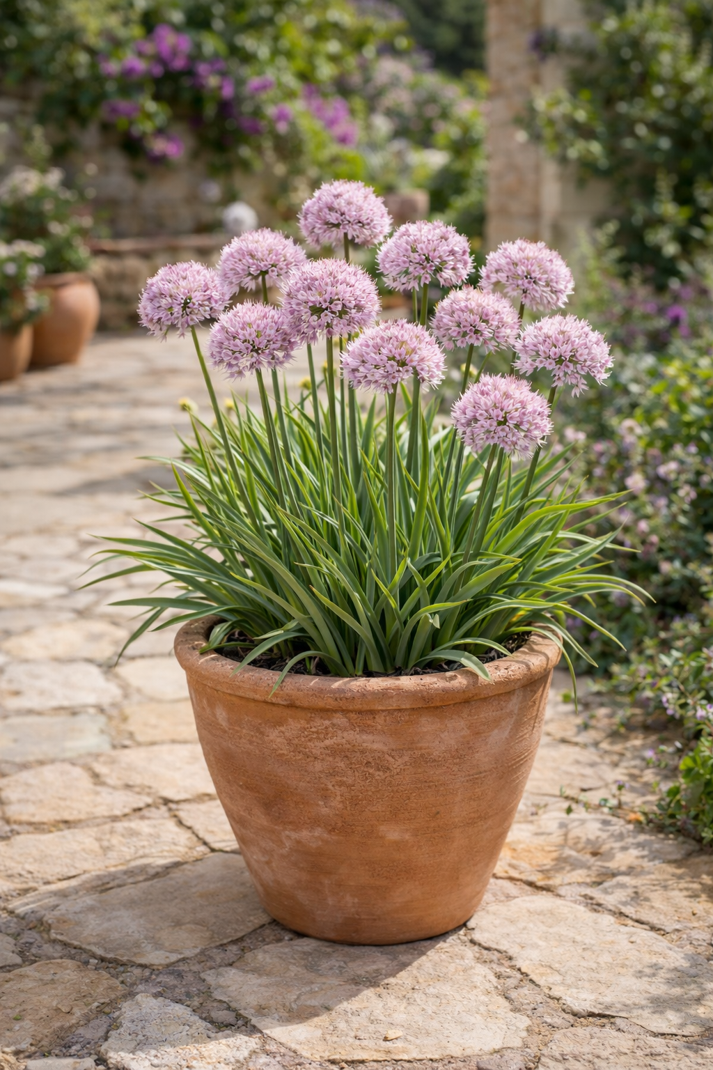 Allium ‚In Orbit' / Zierlauch