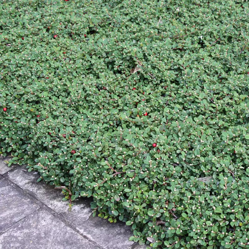 Cotoneaster dammeri 'Stribs Findling‘ / Teppichmispel