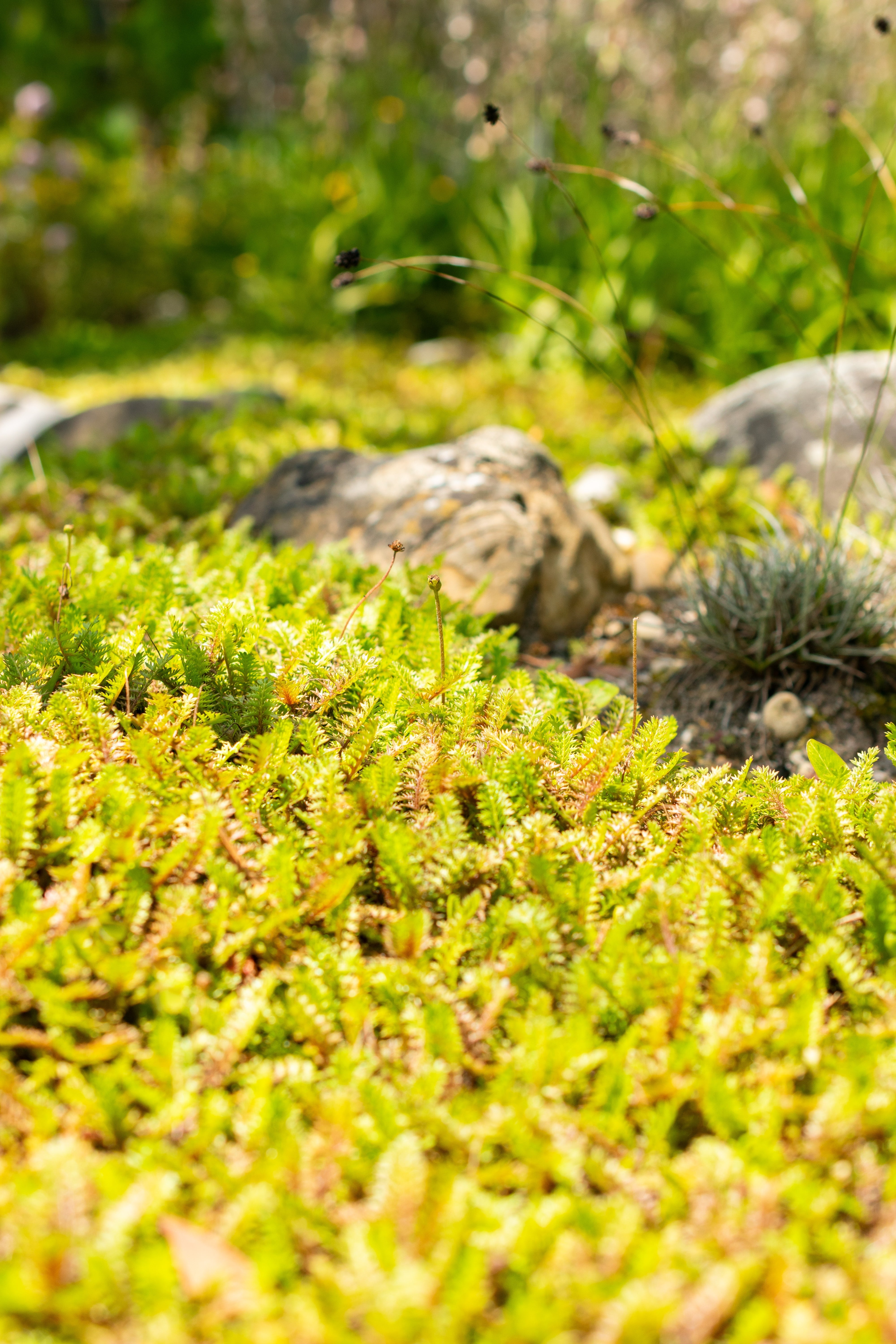 Cotula / Leptinella squalida / Fiederpolster