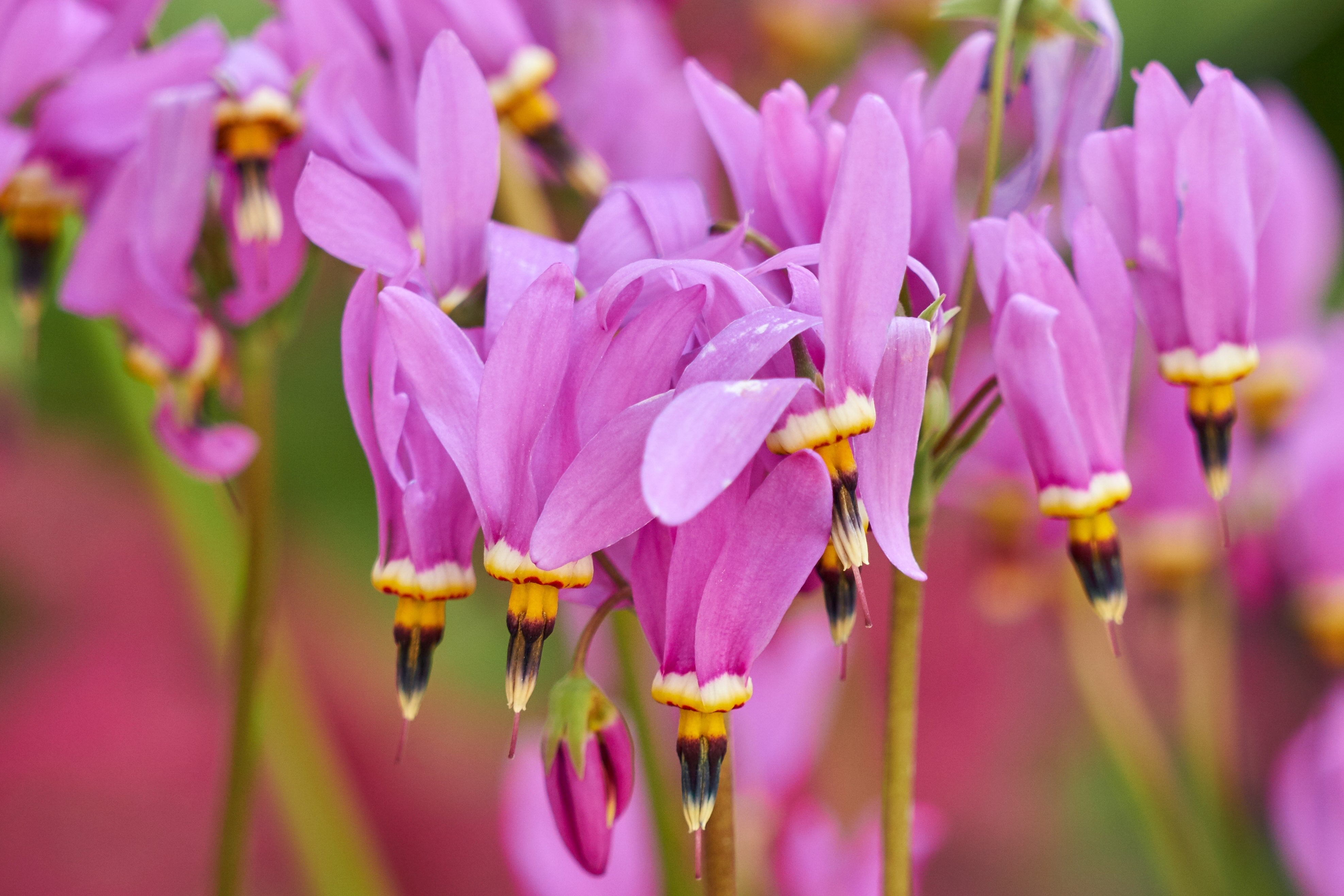 Dodecatheon meadia / Götterblume