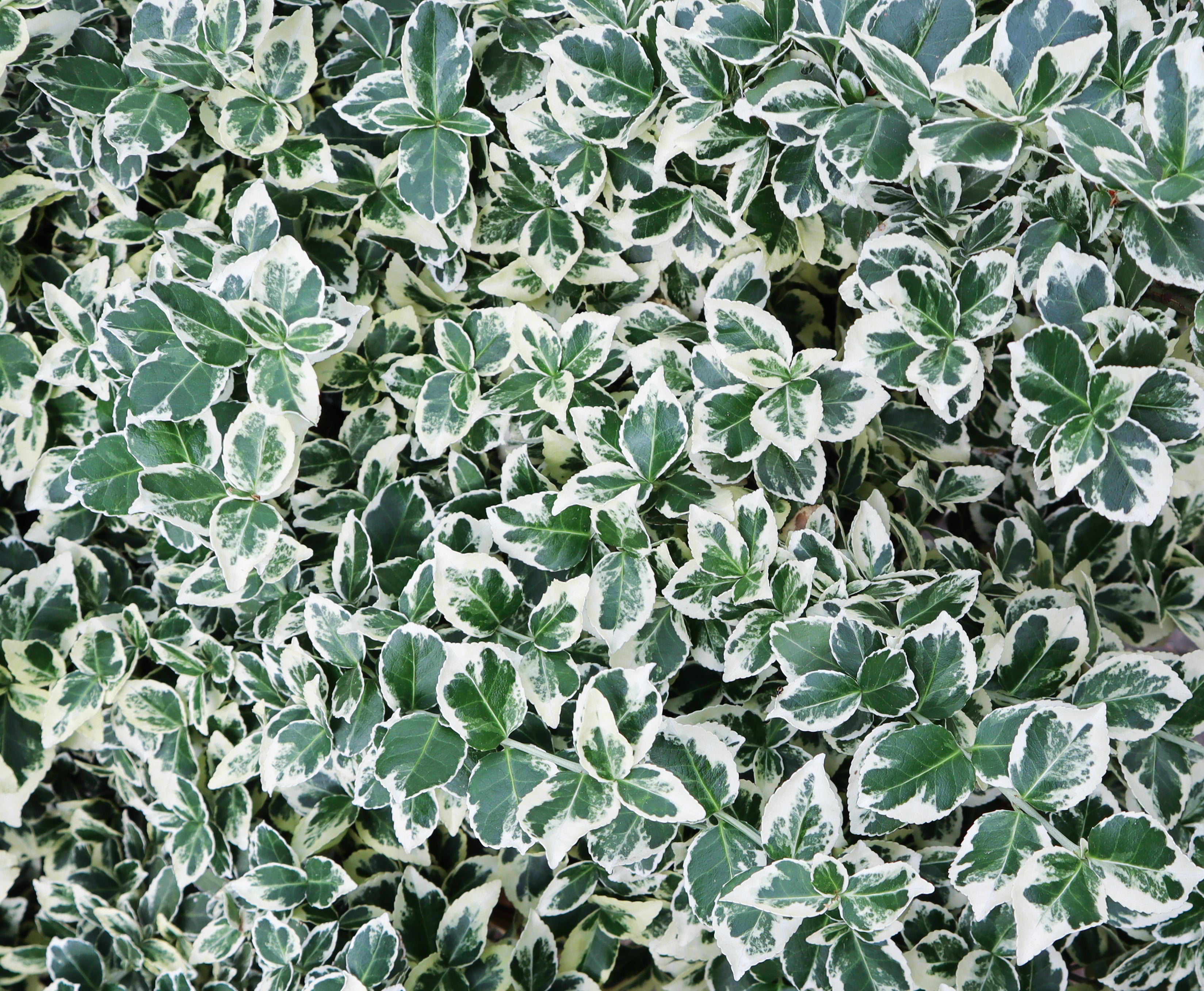 Euonymus fortunei 'Emerald'n Gaiety' / Weißbunte Kriechspindel