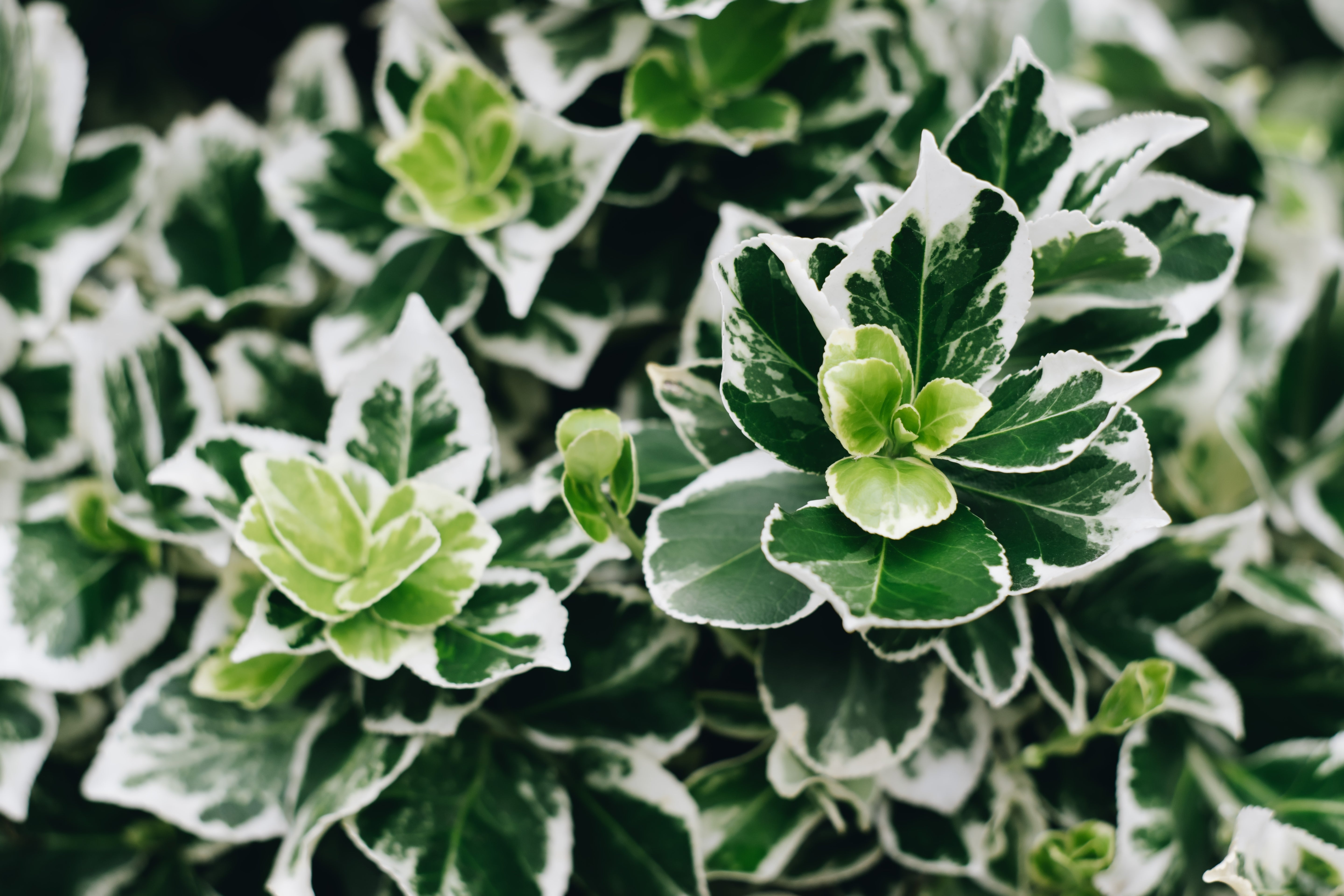 Euonymus fortunei 'Emerald'n Gaiety' / Weißbunte Kriechspindel
