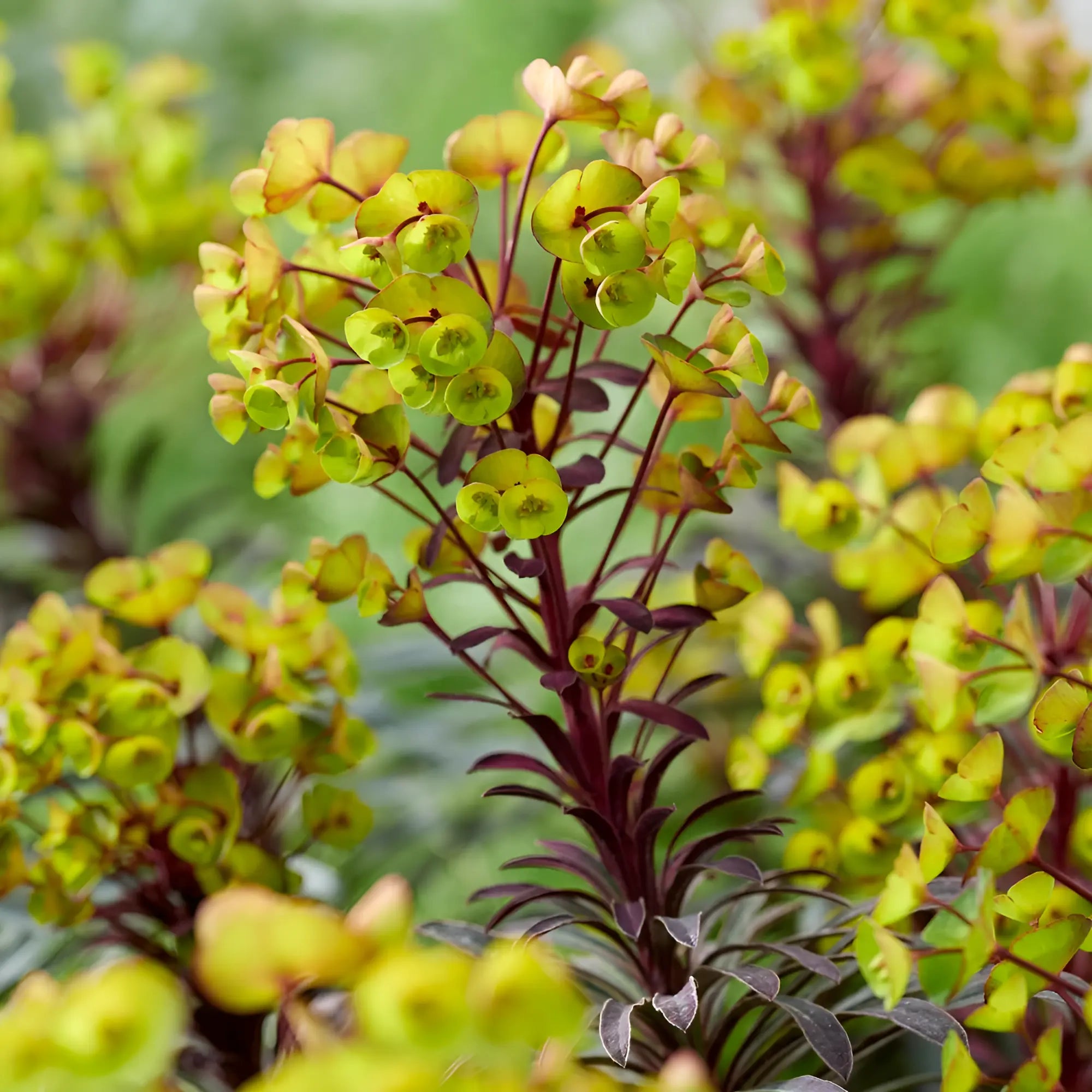 Euphorbia amydaloides 'Miners Merlot' / Rotblättrige Wolfsmilch