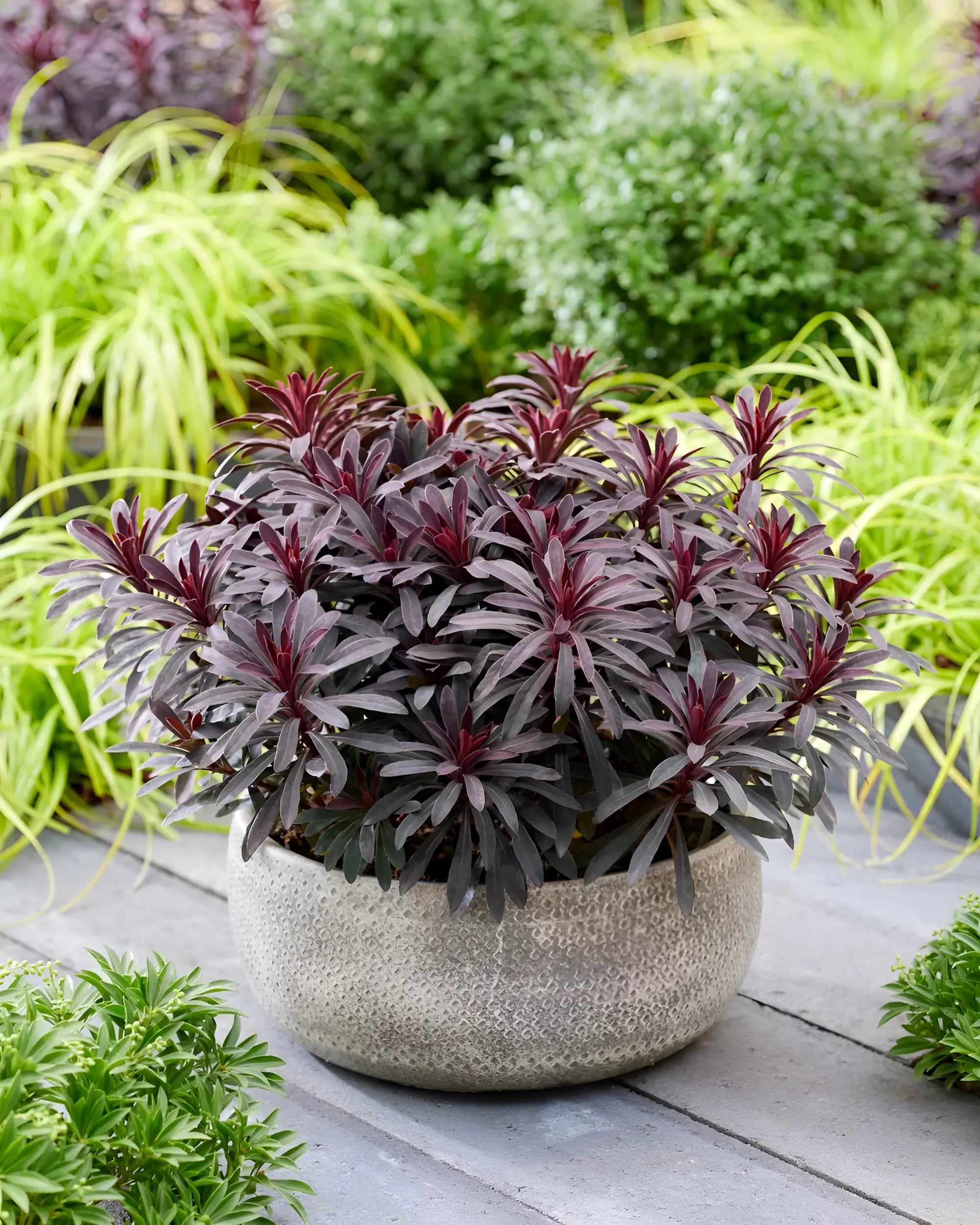 Euphorbia amydaloides 'Miners Merlot' / Rotblättrige Wolfsmilch