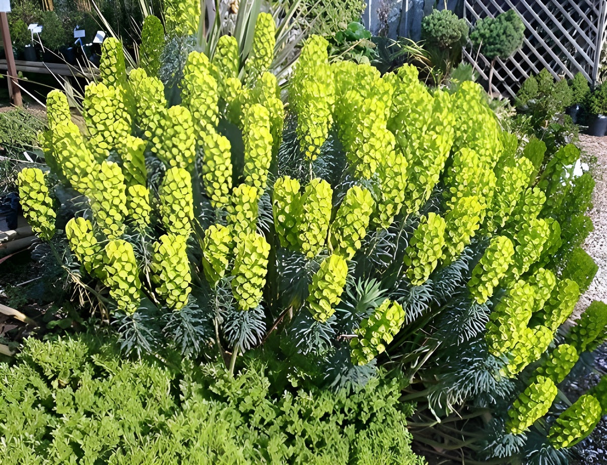 Euphorbia characias / Mittelmeer-Wolfsmilch