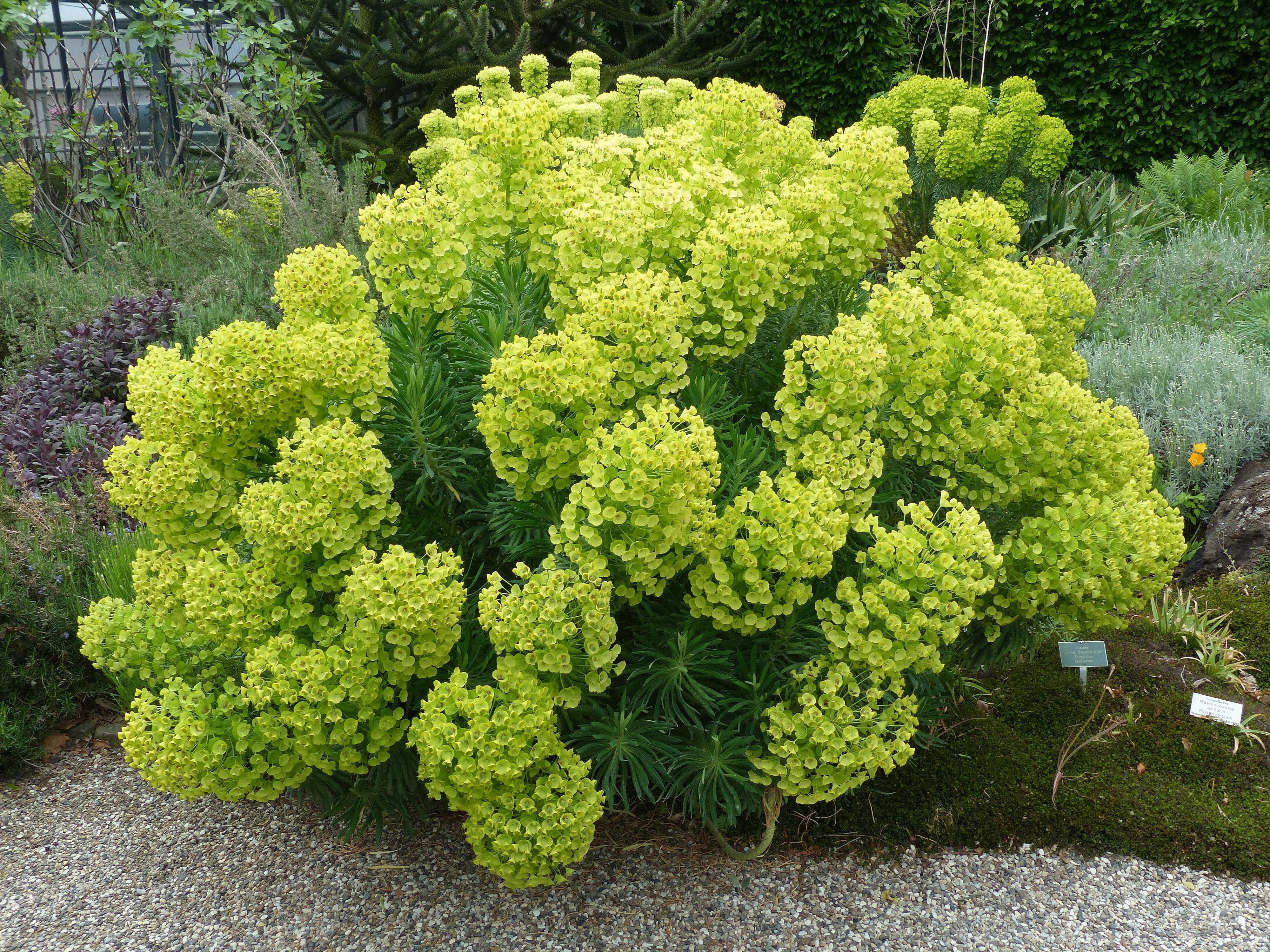 Euphorbia characias / Mittelmeer-Wolfsmilch