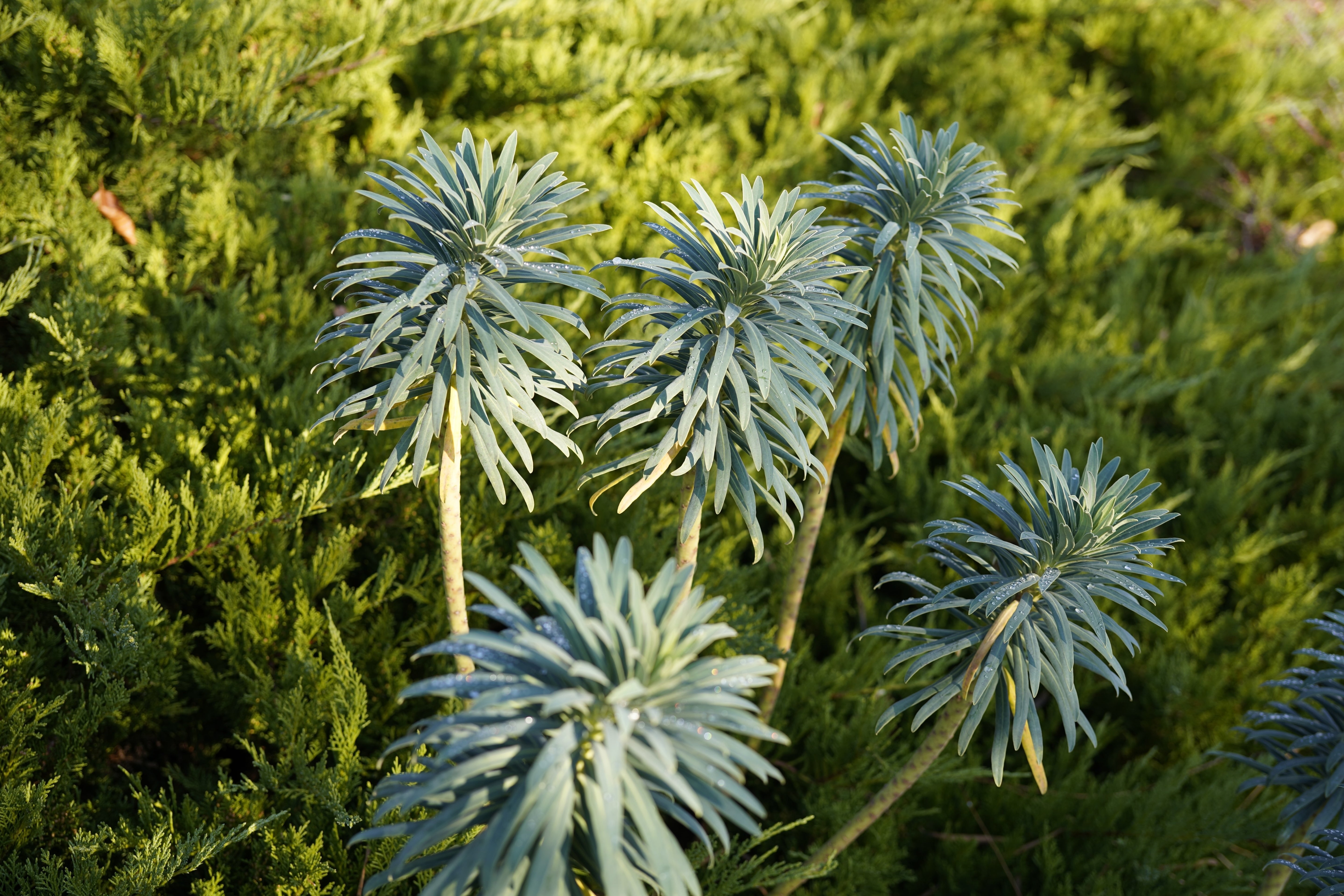 Euphorbia characias / Mittelmeer-Wolfsmilch
