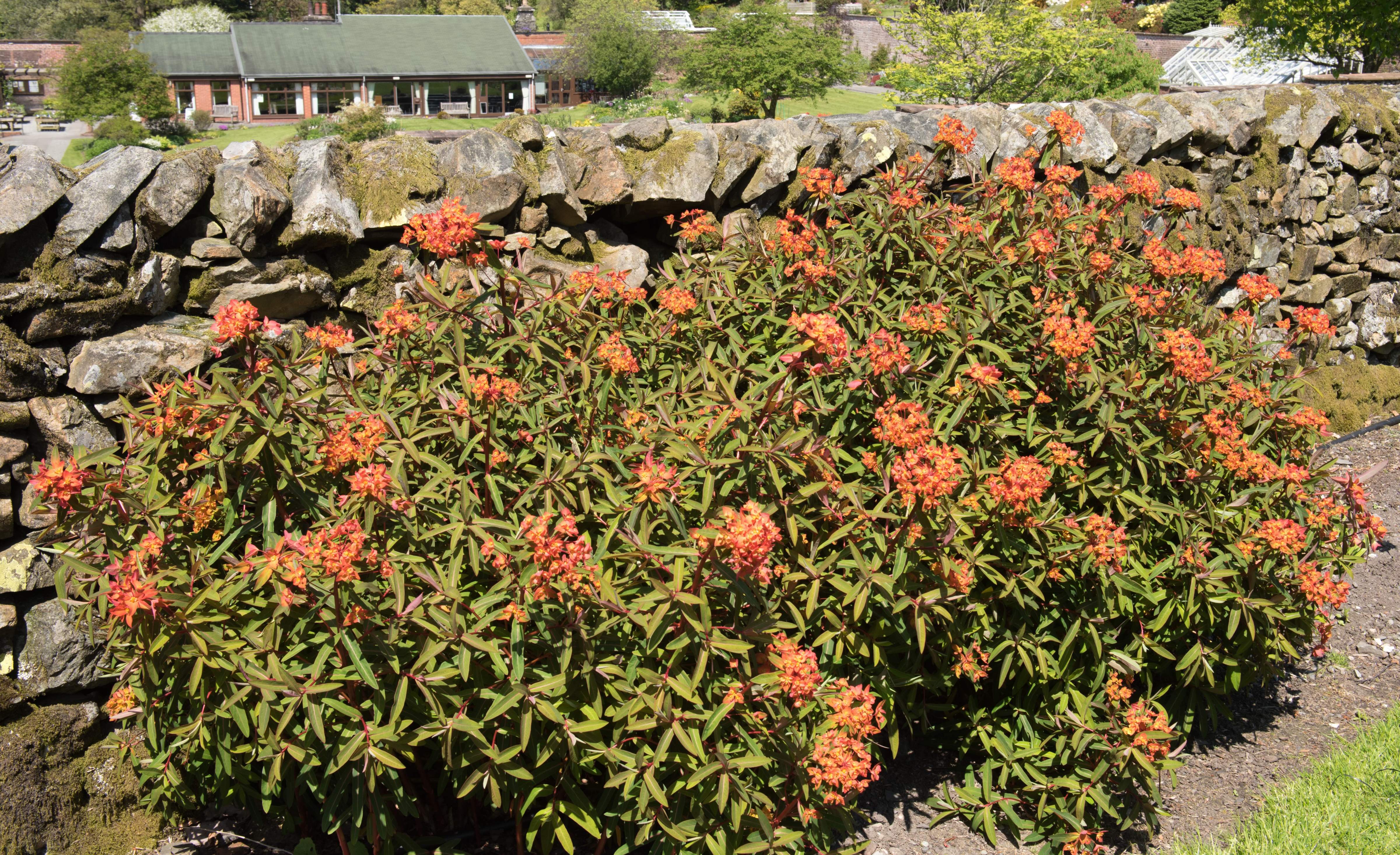 Euphorbia griffithii 'Fireglow' / Himalaya-Wolfsmilch