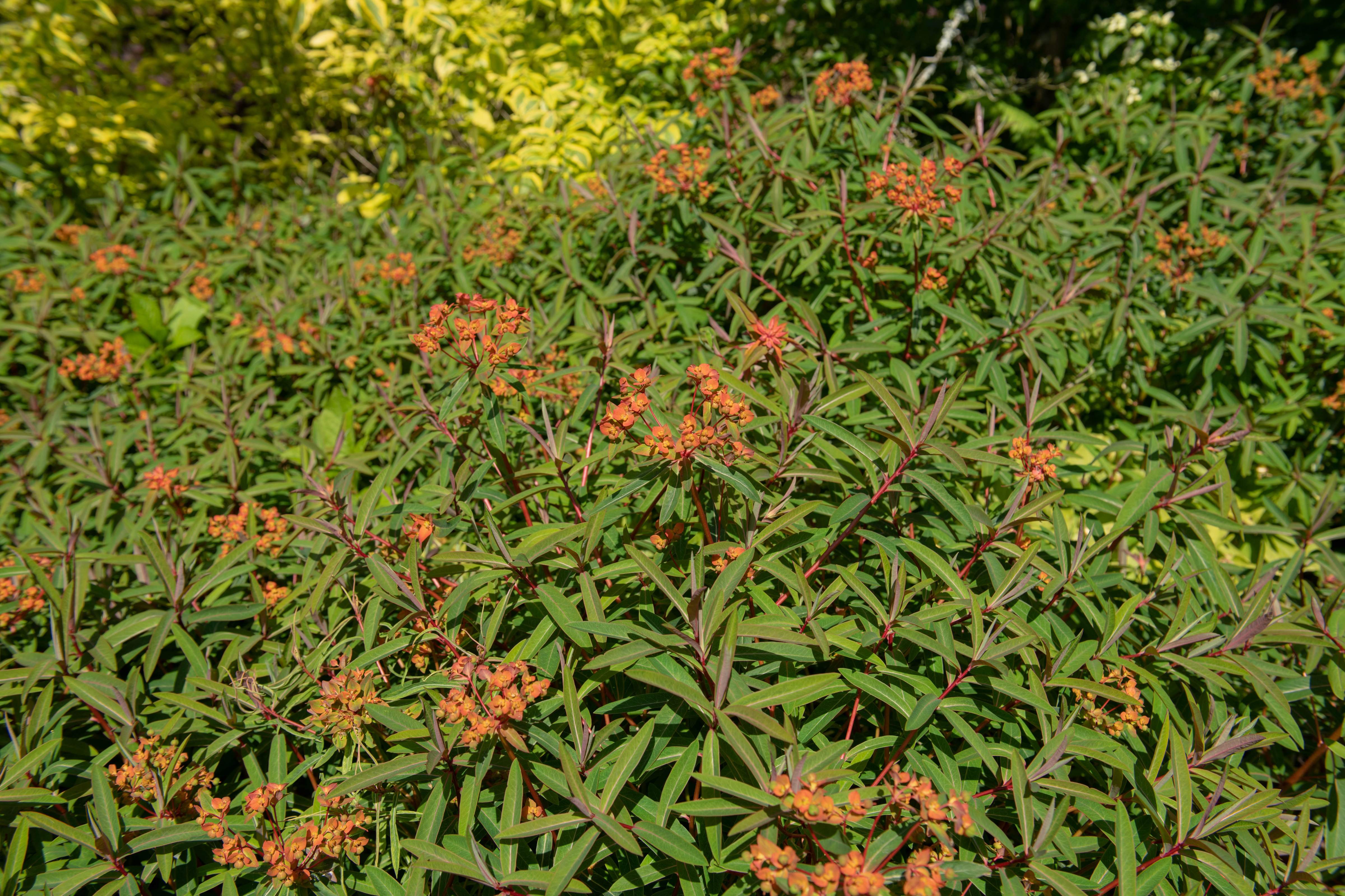 Euphorbia griffithii 'Fireglow' / Himalaya-Wolfsmilch
