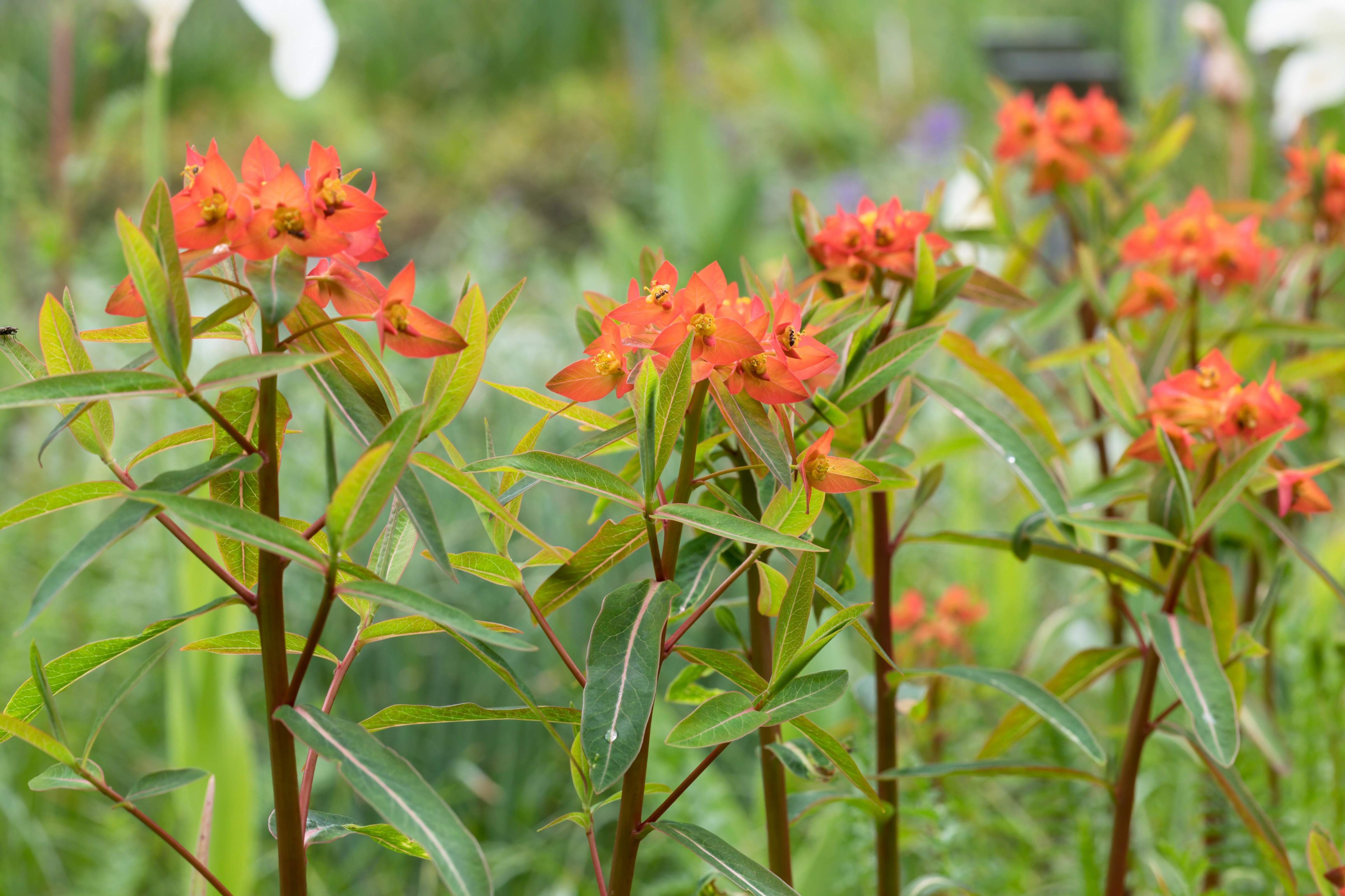 Euphorbia griffithii 'Fireglow' / Himalaya-Wolfsmilch