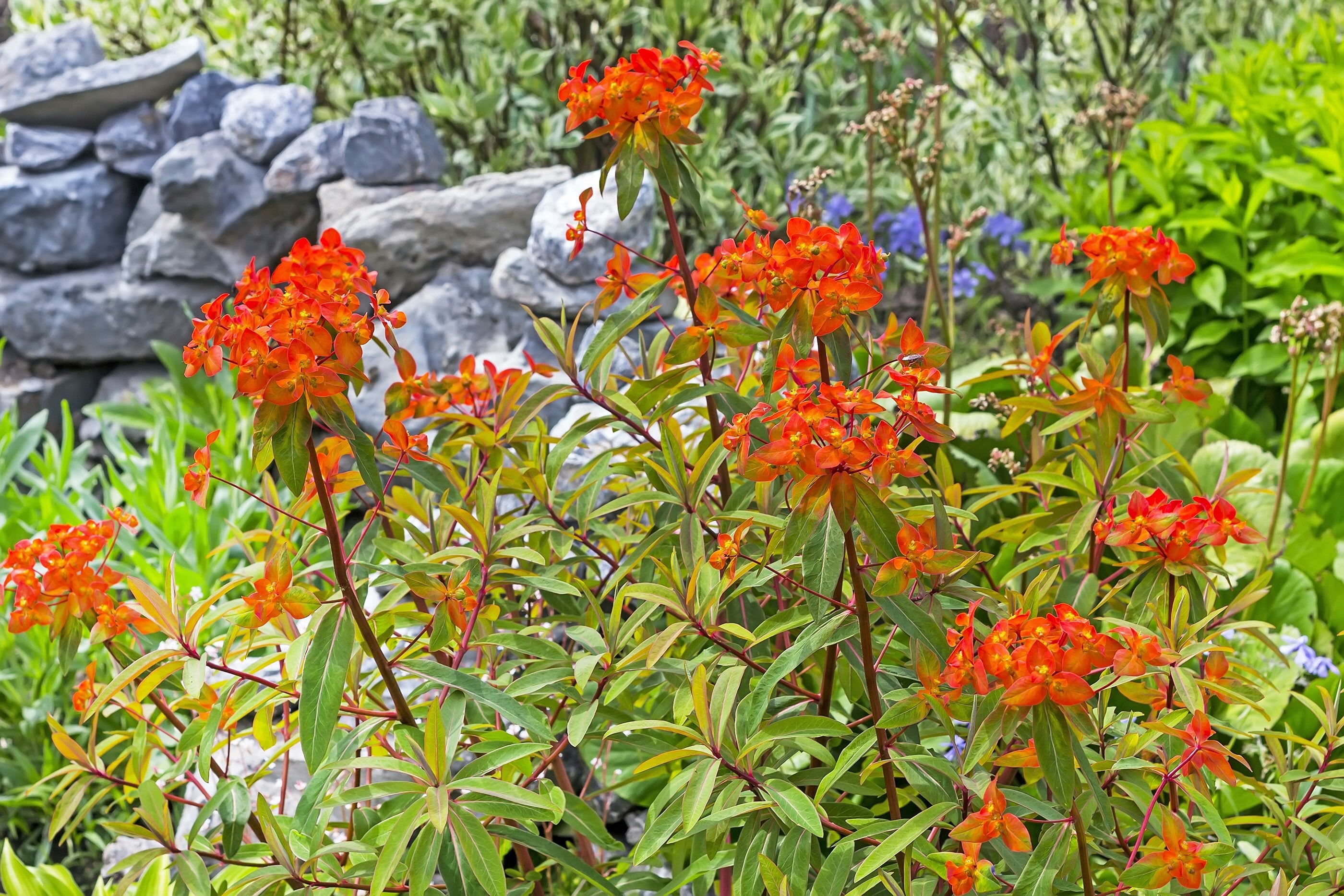 Euphorbia griffithii 'Fireglow' / Himalaya-Wolfsmilch