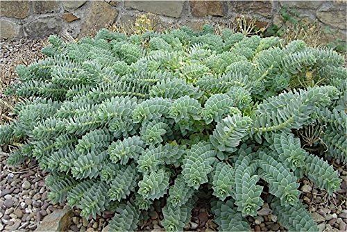 Euphorbia myrsinites / Walzen Wolfsmilch