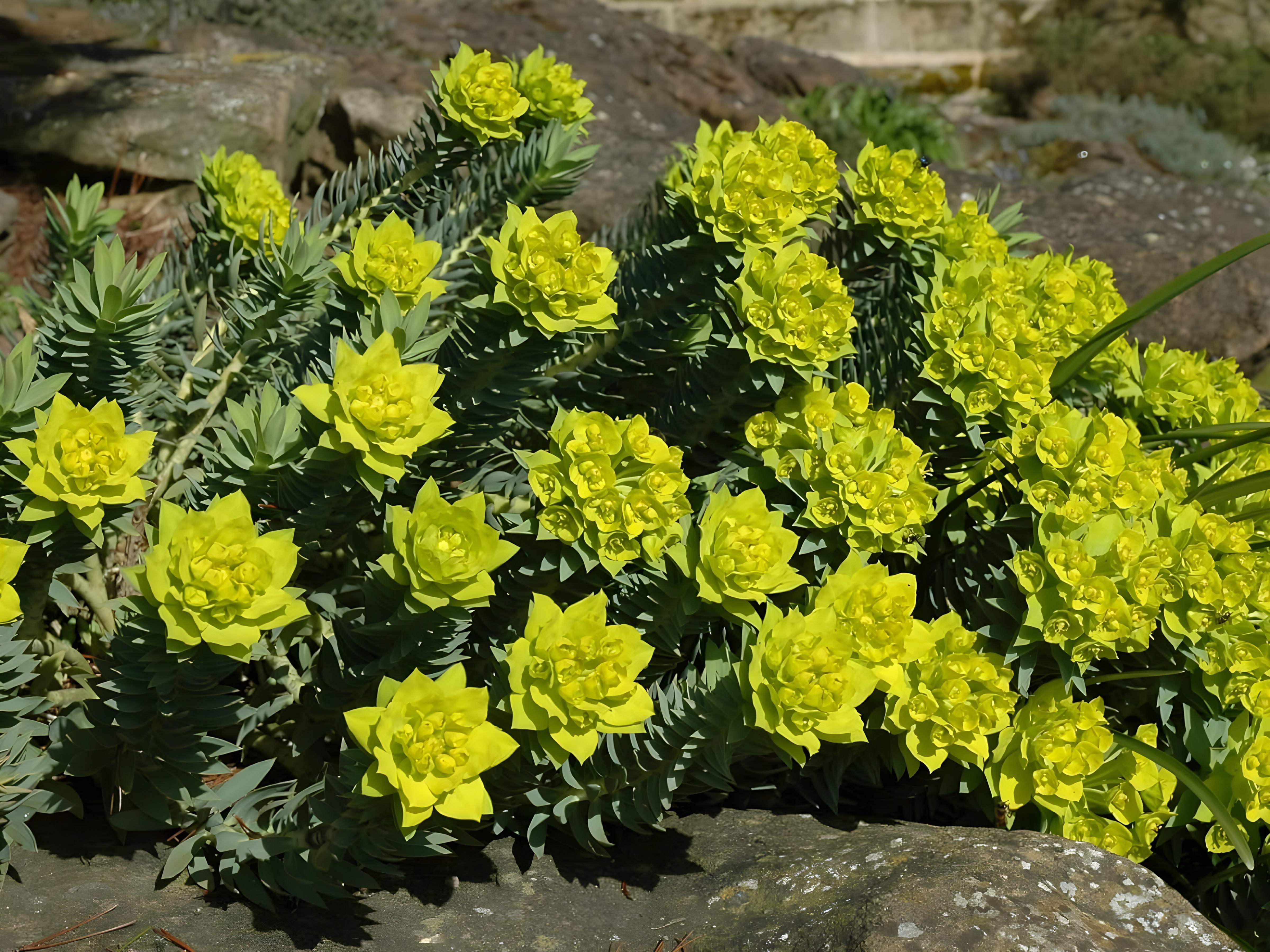 Euphorbia myrsinites / Walzen Wolfsmilch