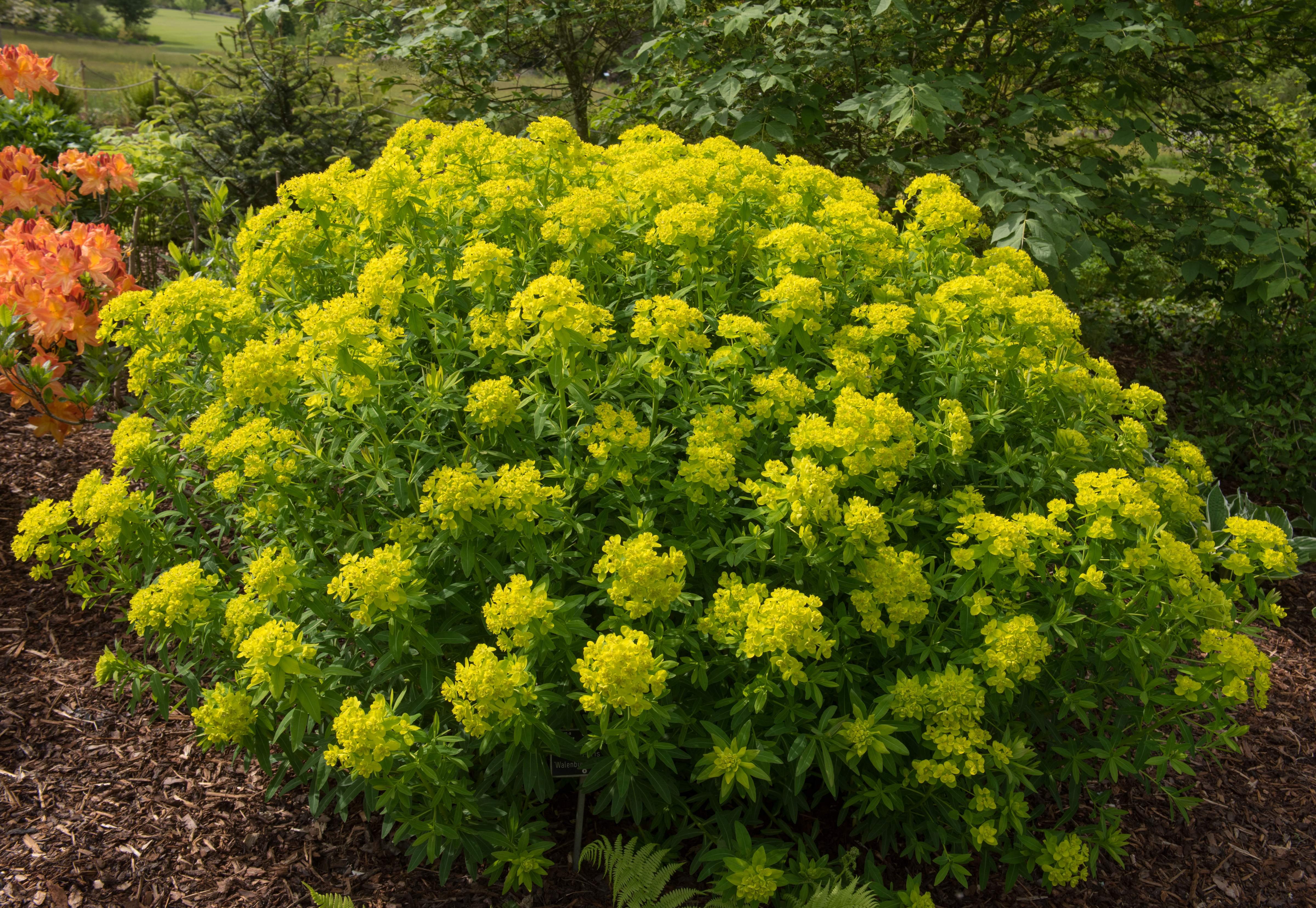 Euphorbia palustris / Sumpf Wolfsmilchh