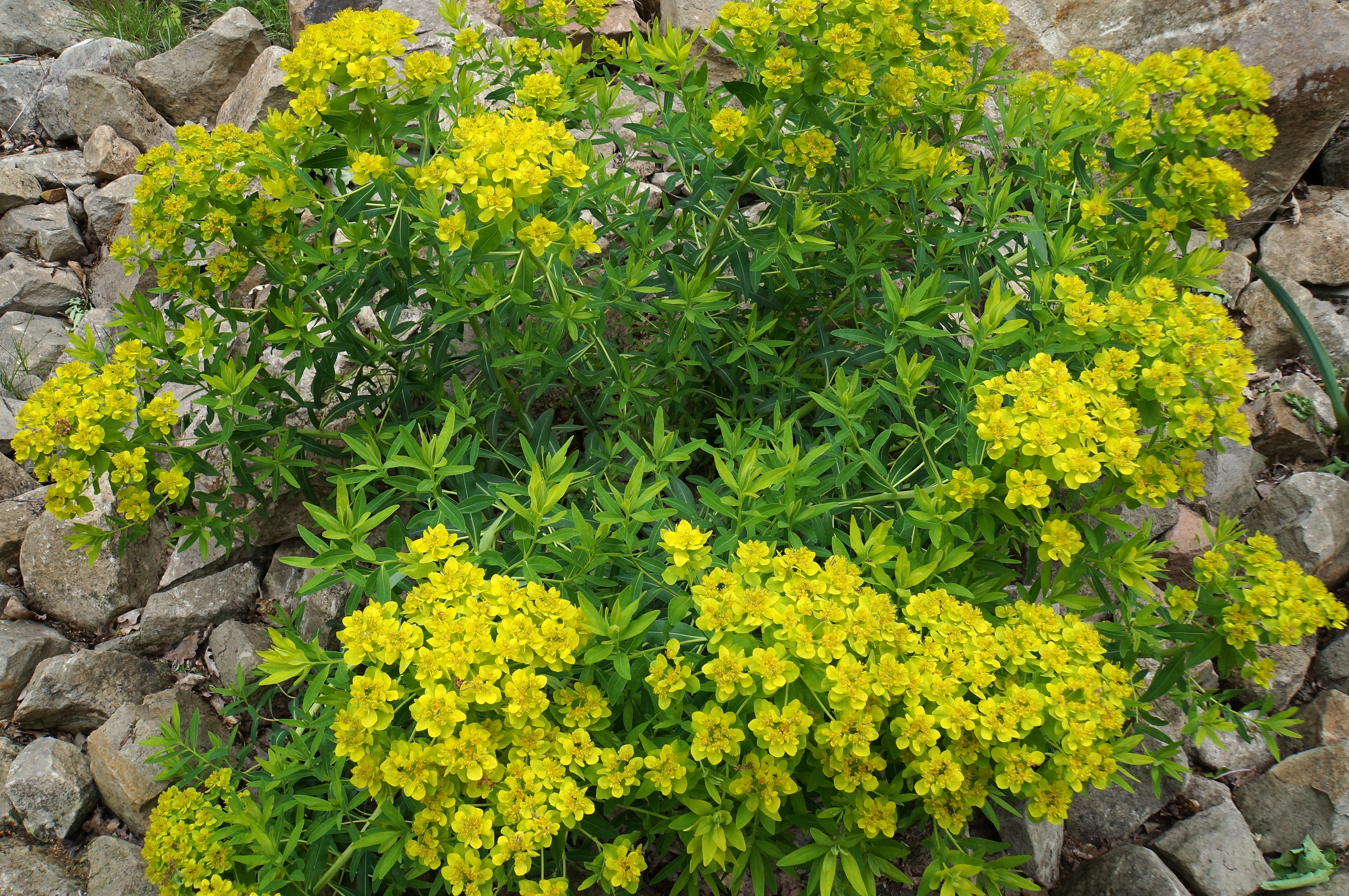 Euphorbia palustris / Sumpf Wolfsmilchh