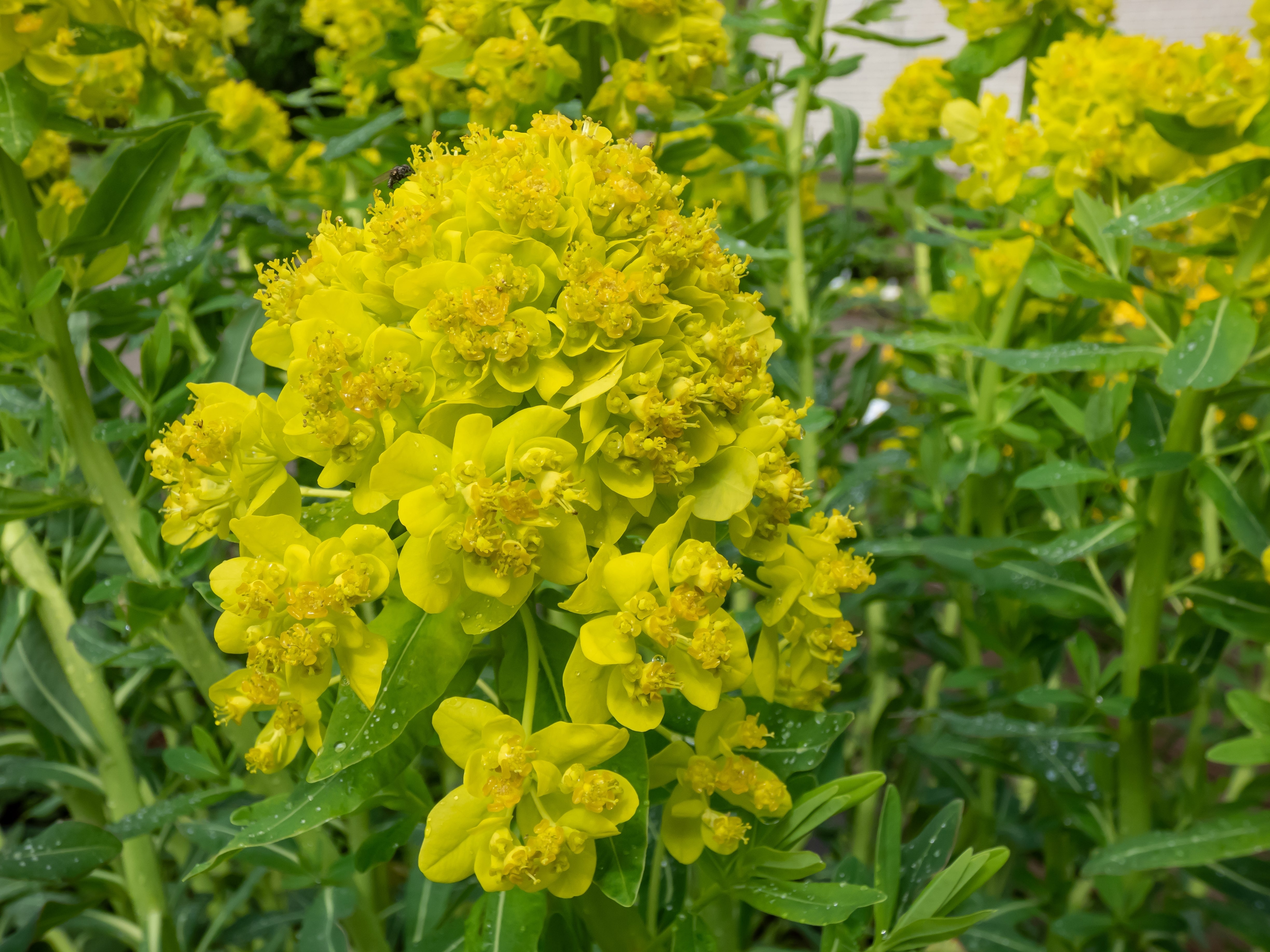 Euphorbia palustris / Sumpf Wolfsmilchh