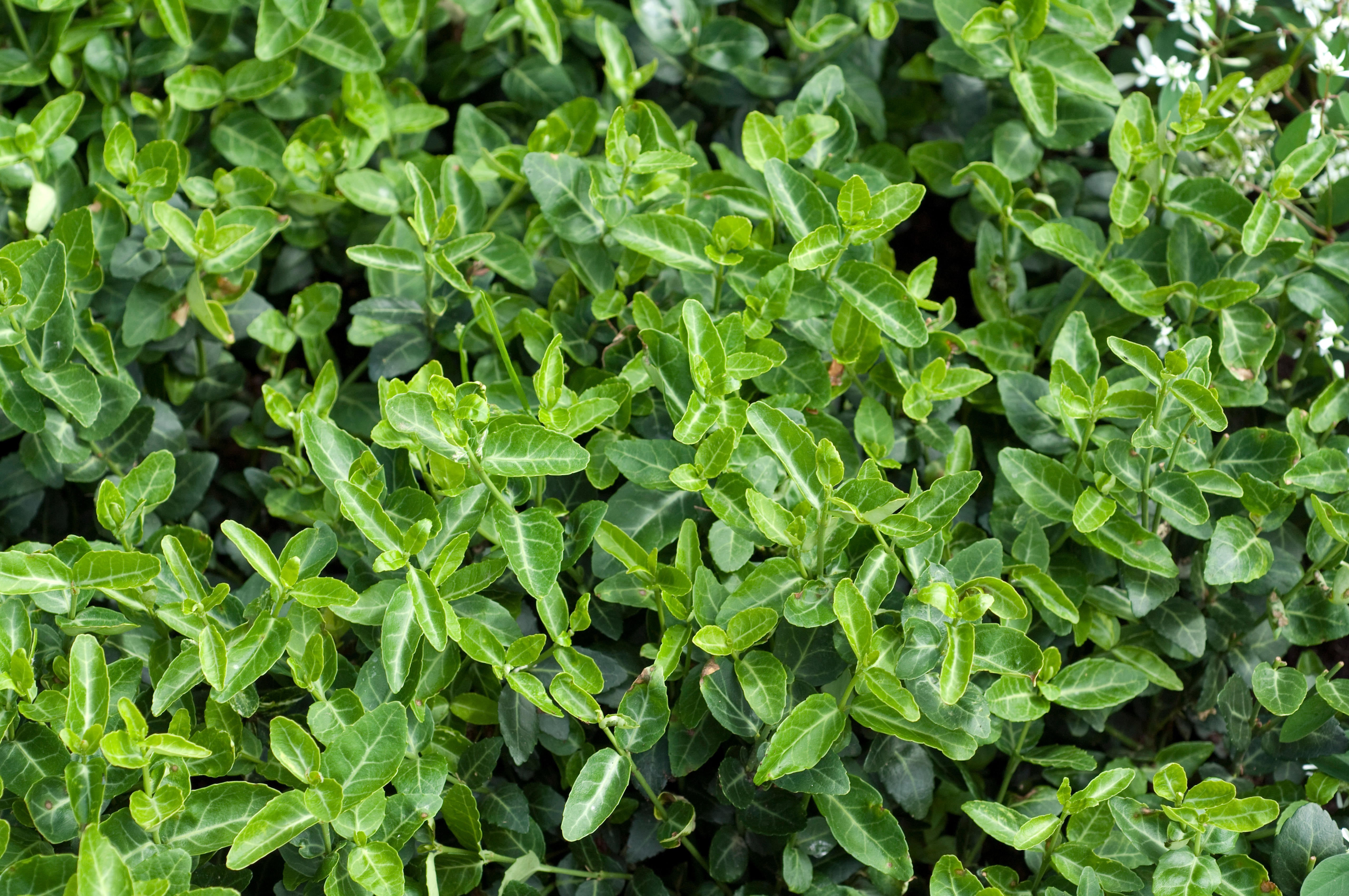 Euonymus fortunei ’Radicans‘ / Grüne Kriechspindel