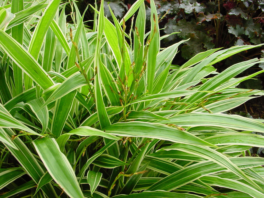 Carex siderosticha 'Island Brocade' / Segge