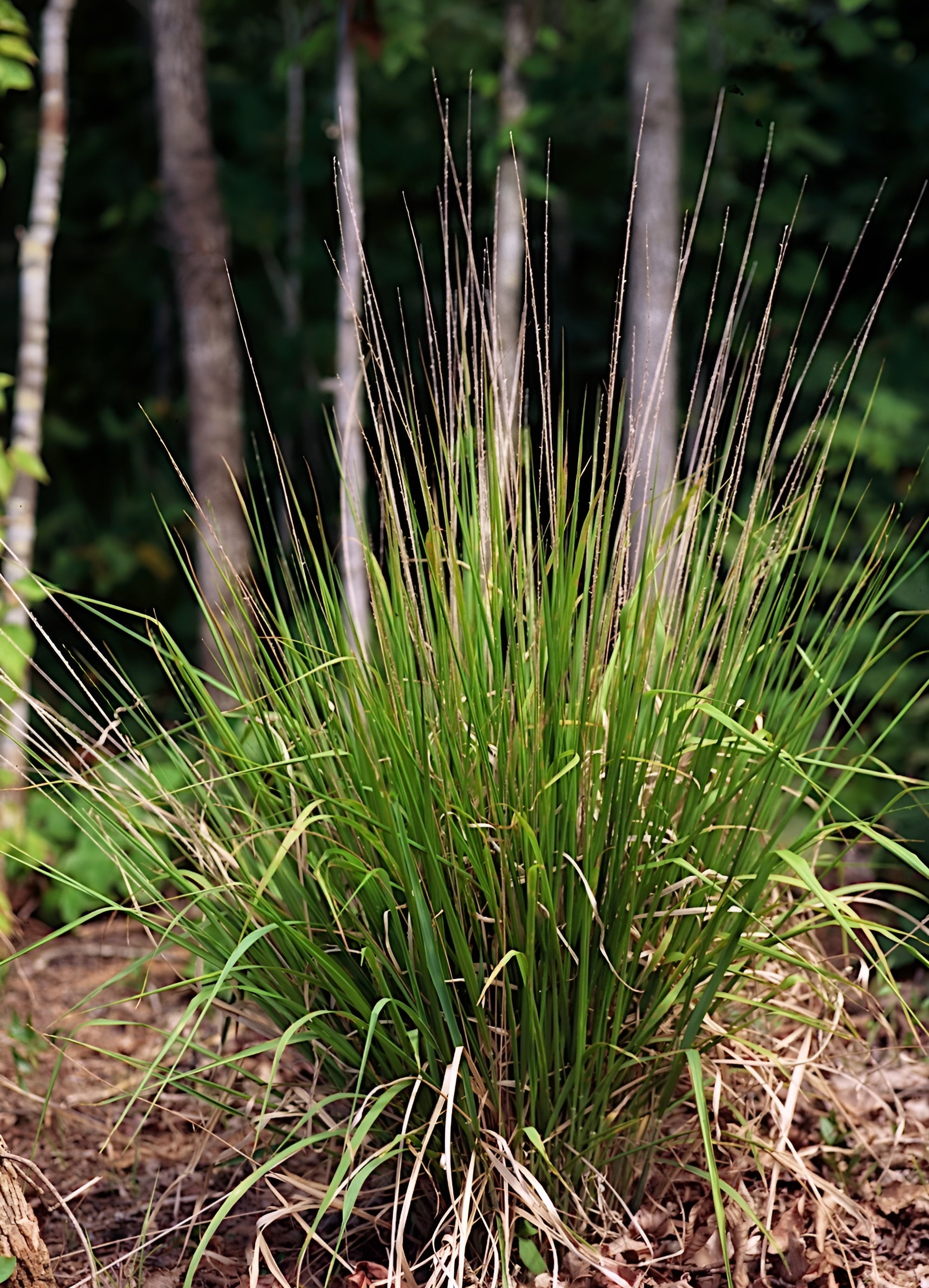 Chasmanthium laxum / Plattährengras