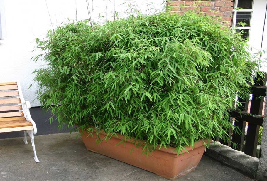 Fargesia nitida 'Great Wall‘ / Roter Bambus XXL