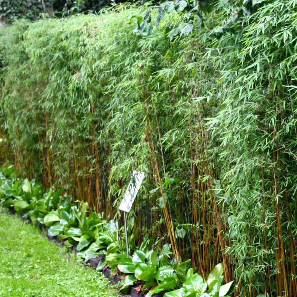Fargesia jiuzhaigou 'Genf / Geneve / Red Dragon'/ Roter Bambus