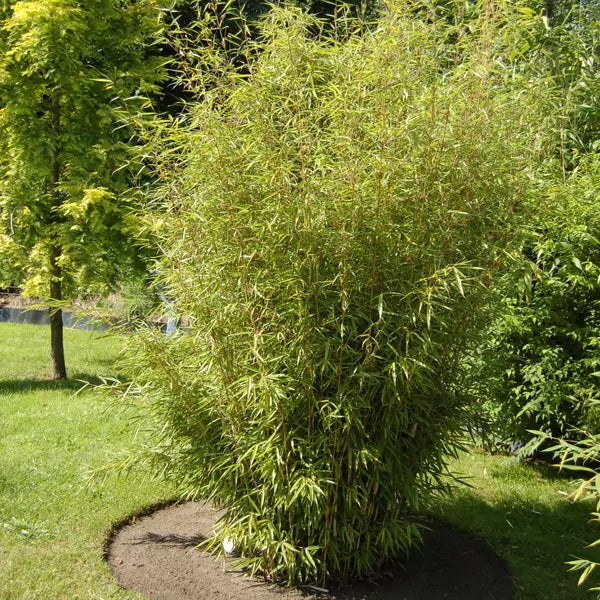 Fargesia nitida 'Great Wall‘ / Roter Bambus XXL